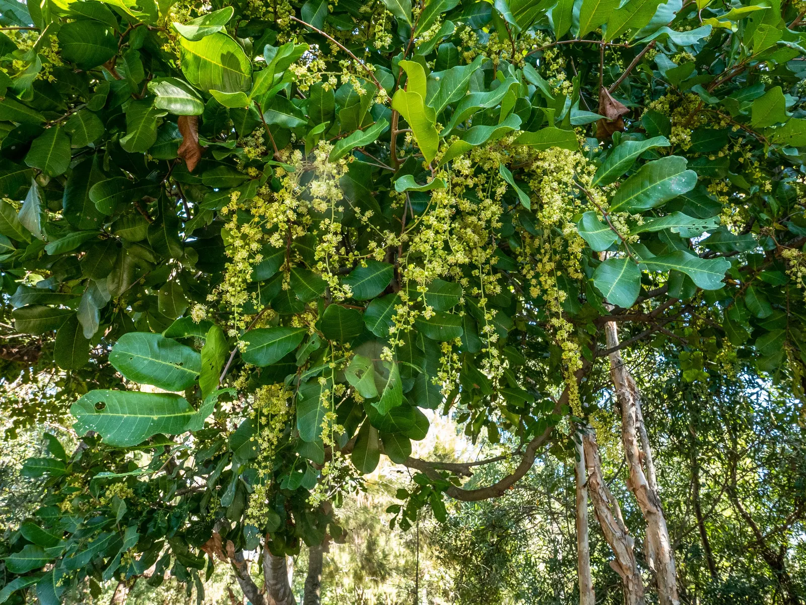 Carrot Wood (Cupaniopsis Anacardioides) — With its versatility and attractive features