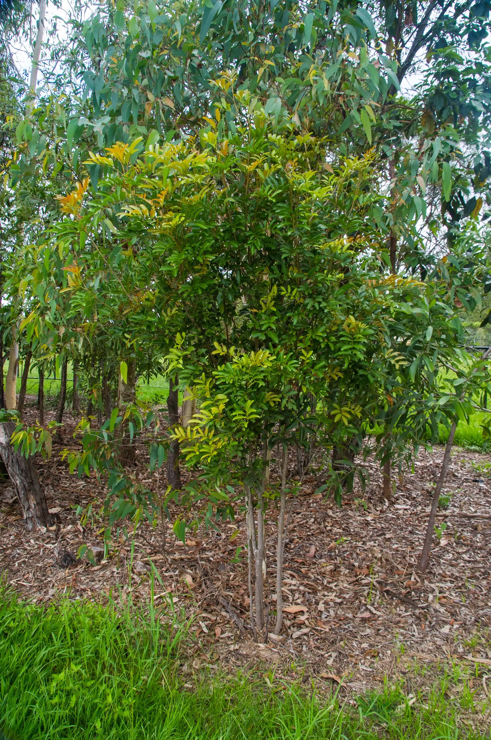 Carrot Wood (Cupaniopsis Anacardioides) — inconspicuous yellowish flowers emerge in the spring; each roughly 2 to 4 inches long, image 98