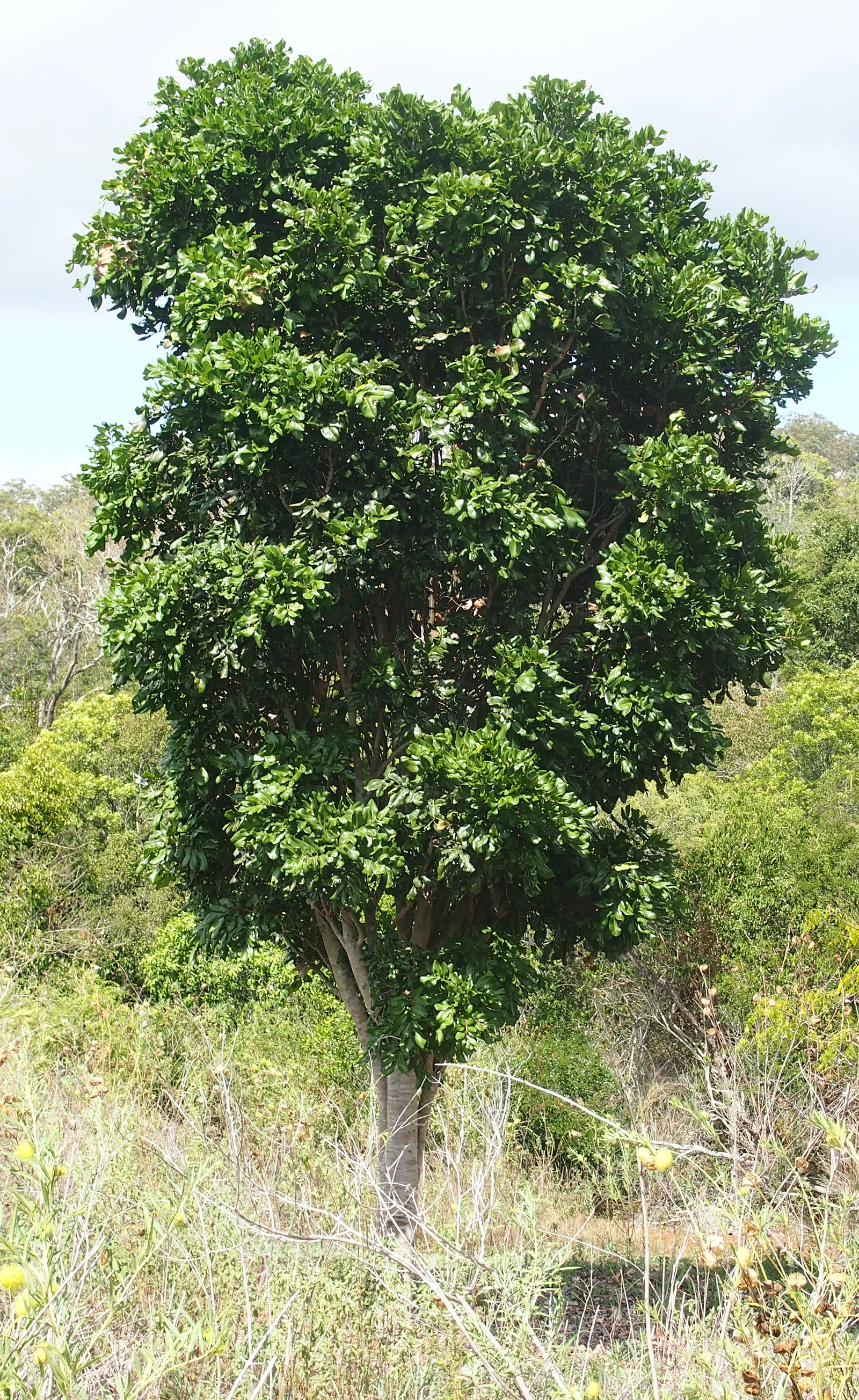 Carrot Wood (Cupaniopsis Anacardioides) — makes it ideal for both street planting and private landscapes; each roughly 2 to 4 inches long, image 90