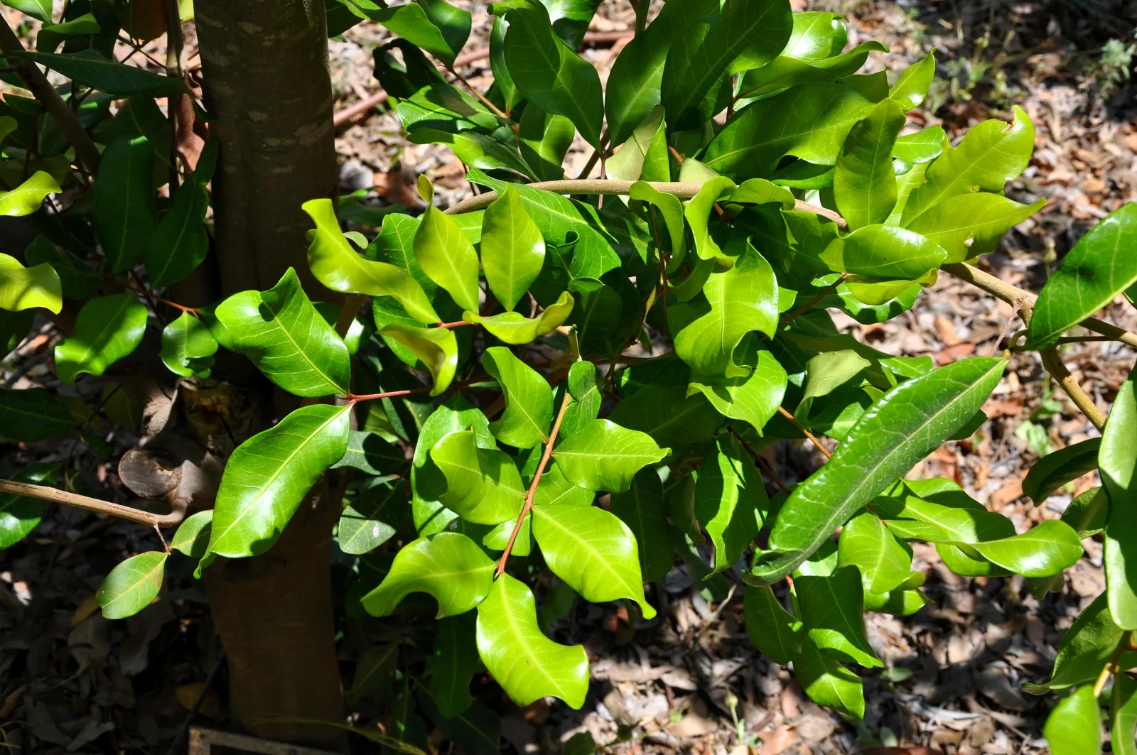 Carrot Wood (Cupaniopsis Anacardioides) — These leaves cluster together in a visually striking manner; with its versatility and attractive features, image 96