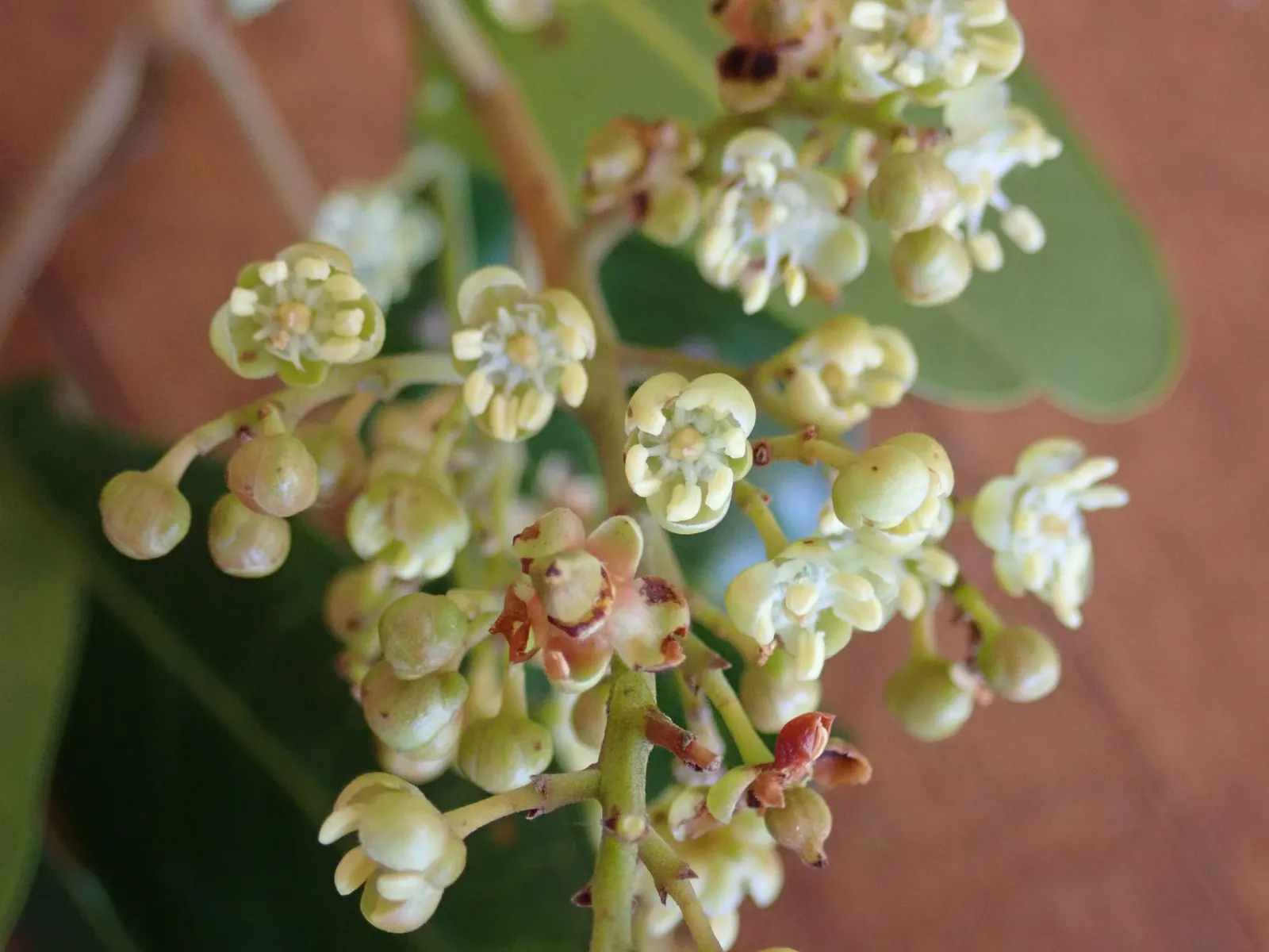 Carrot Wood (Cupaniopsis Anacardioides) — tree with white blooms