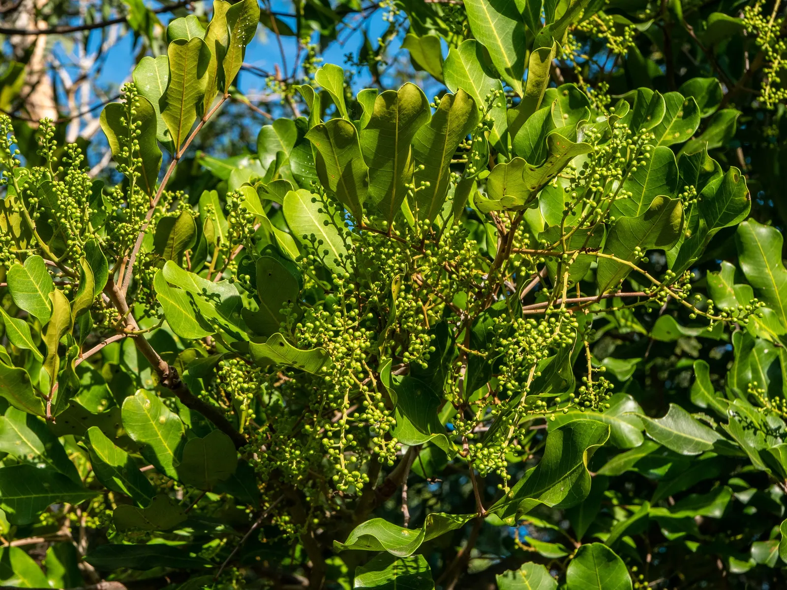 Carrot Wood (Cupaniopsis Anacardioides) — making it a resilient choice for a sustainable landscape design