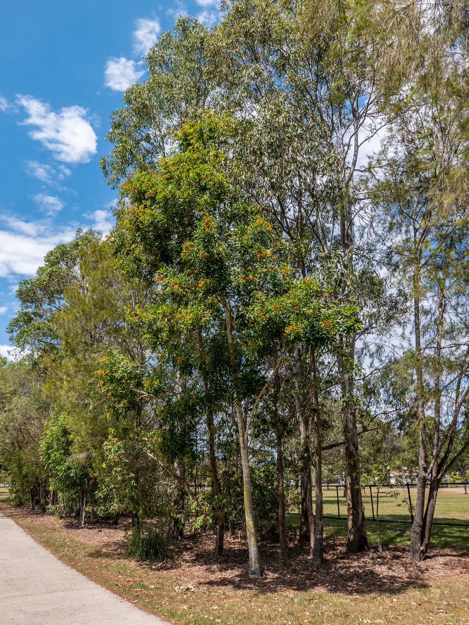 Carrot Wood (Cupaniopsis Anacardioides) — placement away from high-traffic areas or paved surfaces is recommended.<br><br>Hardy in USDA zones 9b to 11