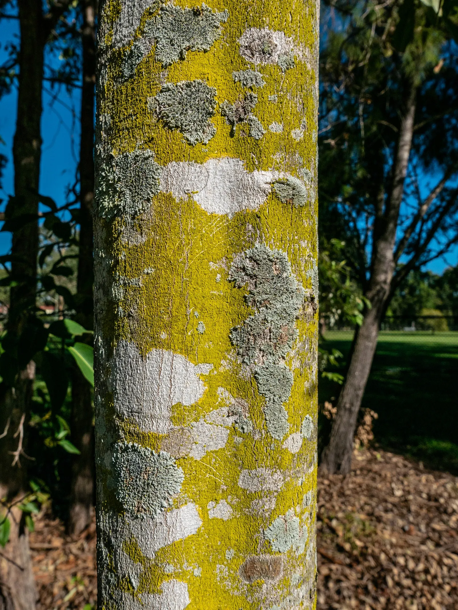 Carrot Wood (Cupaniopsis Anacardioides) — maintaining their rich green hue throughout the year.<br><br>Small; its endurance of various conditions