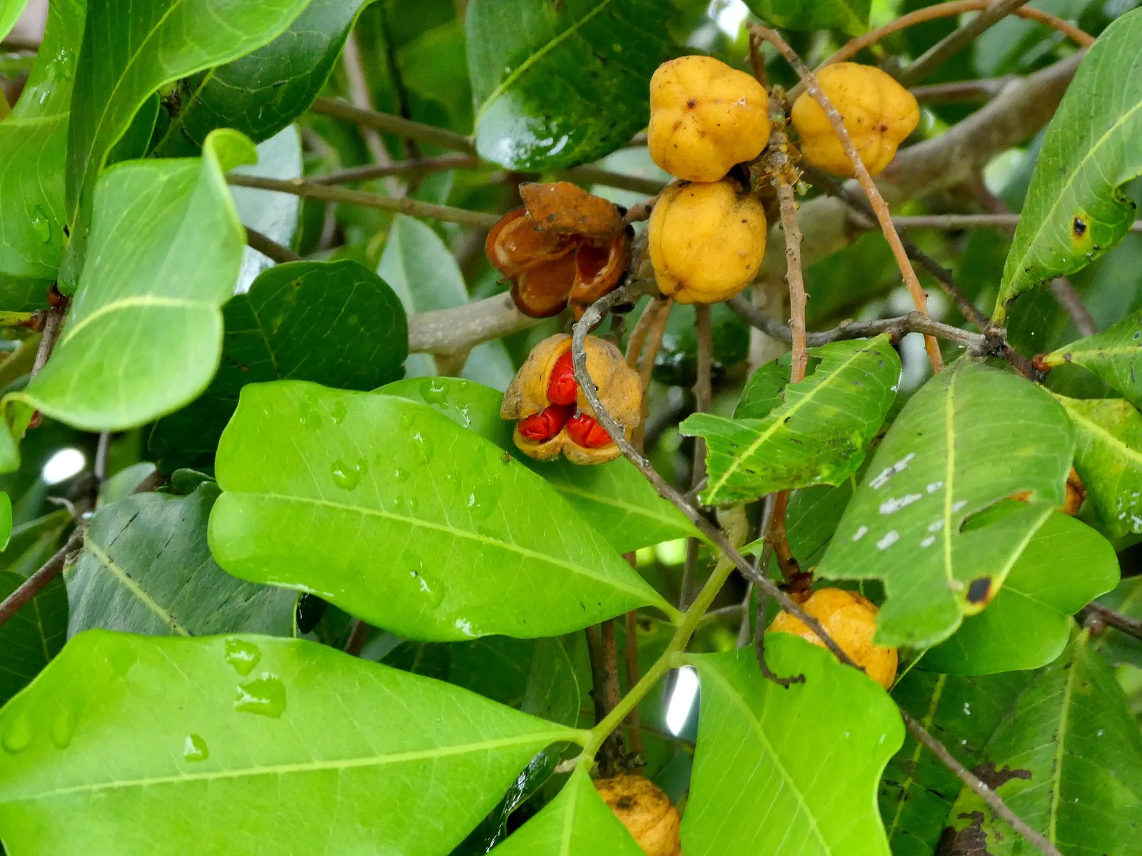 Carrot Wood (Cupaniopsis Anacardioides) — placement away from high-traffic areas or paved surfaces is recommended.<br><br>Hardy in USDA zones 9b to 11; with