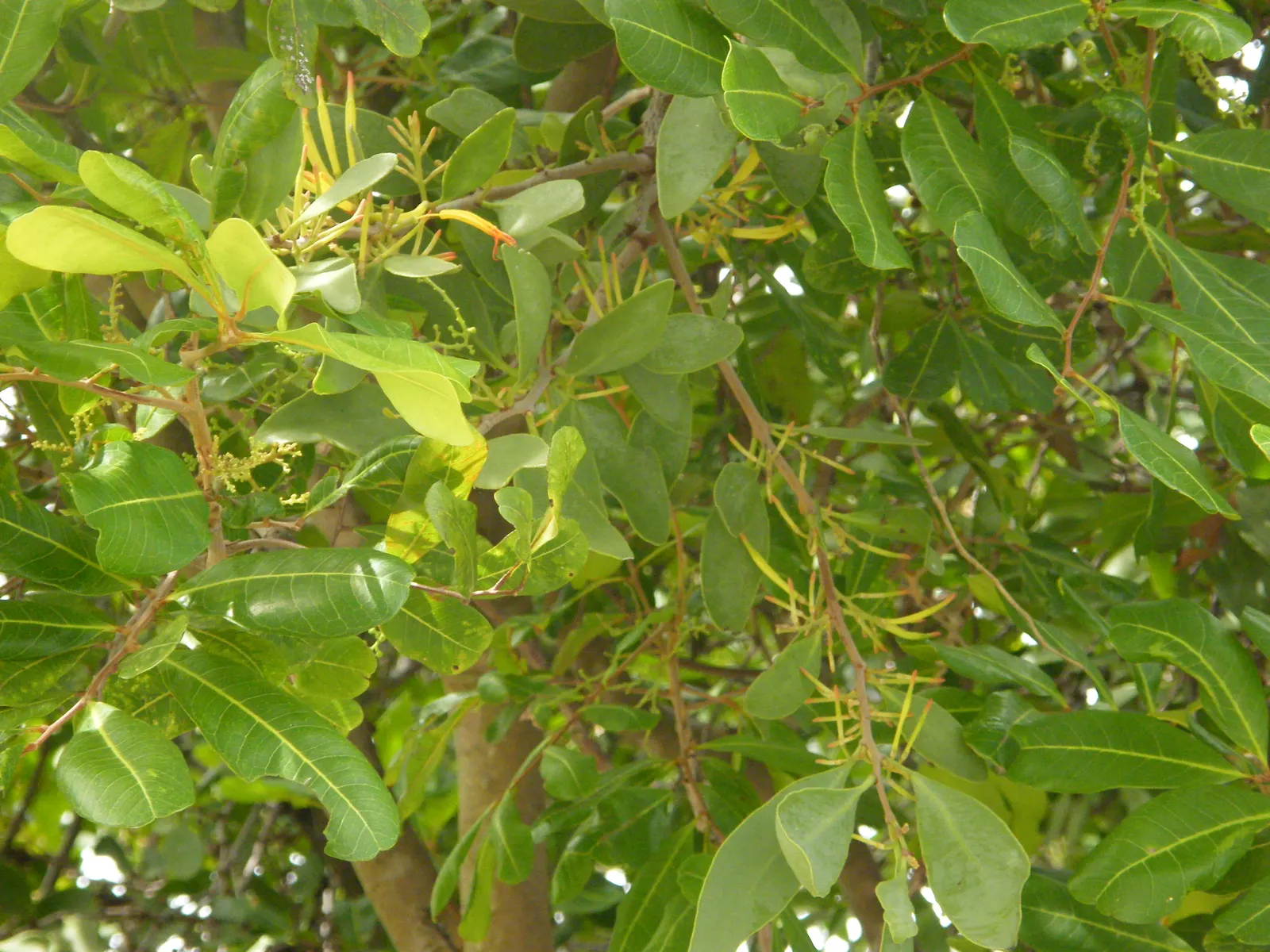 Carrot Wood (Cupaniopsis Anacardioides) — orange-yellow fruits resembling small berries; adding a layer of dynamic wildlife to the garden, image 99