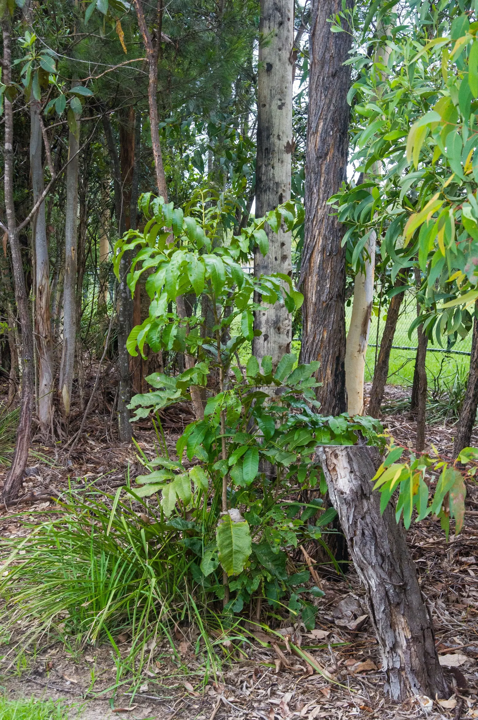 Carrot Wood (Cupaniopsis Anacardioides) — tree for full or half; with its versatility and attractive features