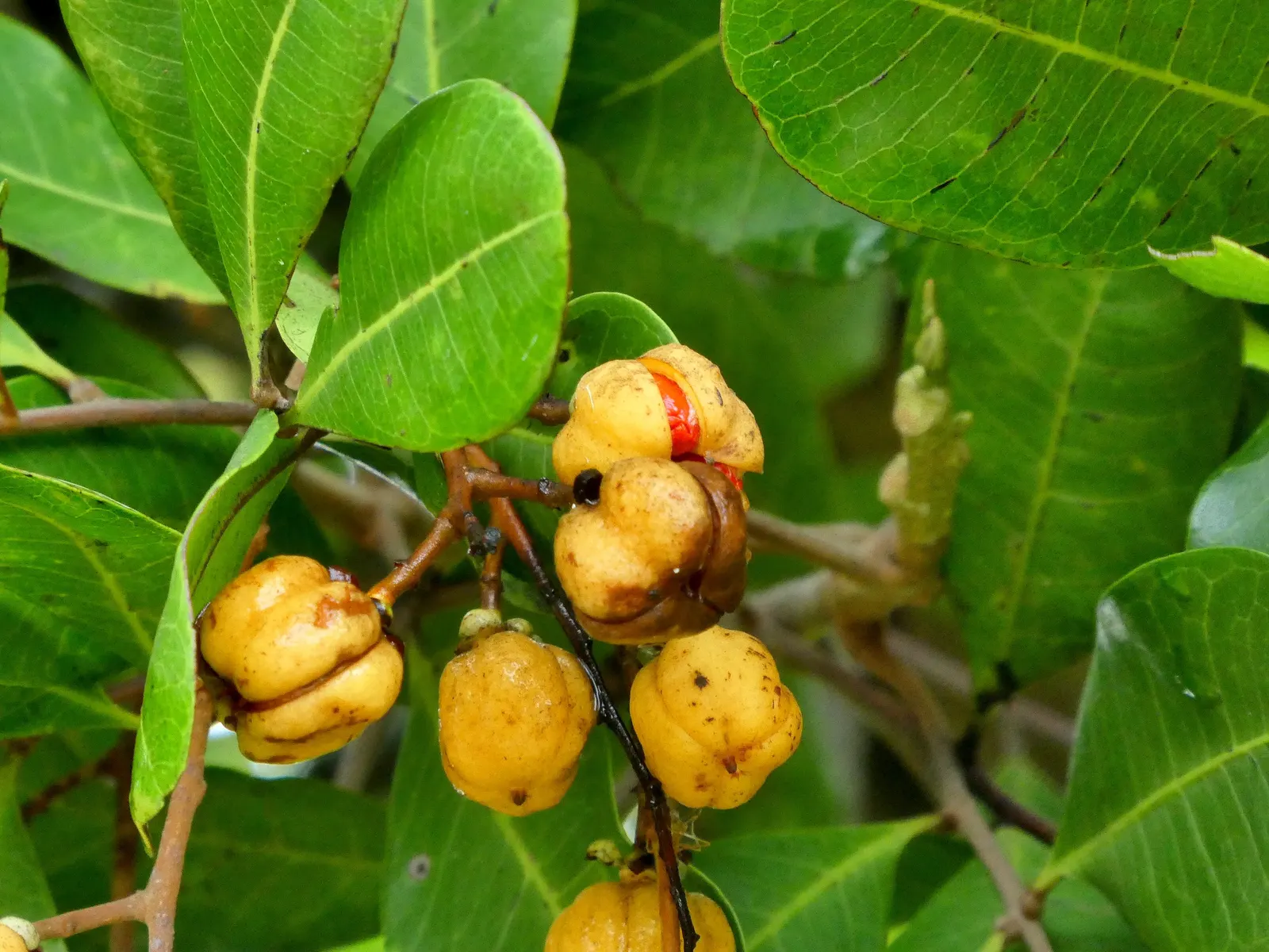 Carrot Wood (Cupaniopsis Anacardioides) — It is also important to note that the fruits can sometimes be considered a nuisance due to litter; thus; adding a