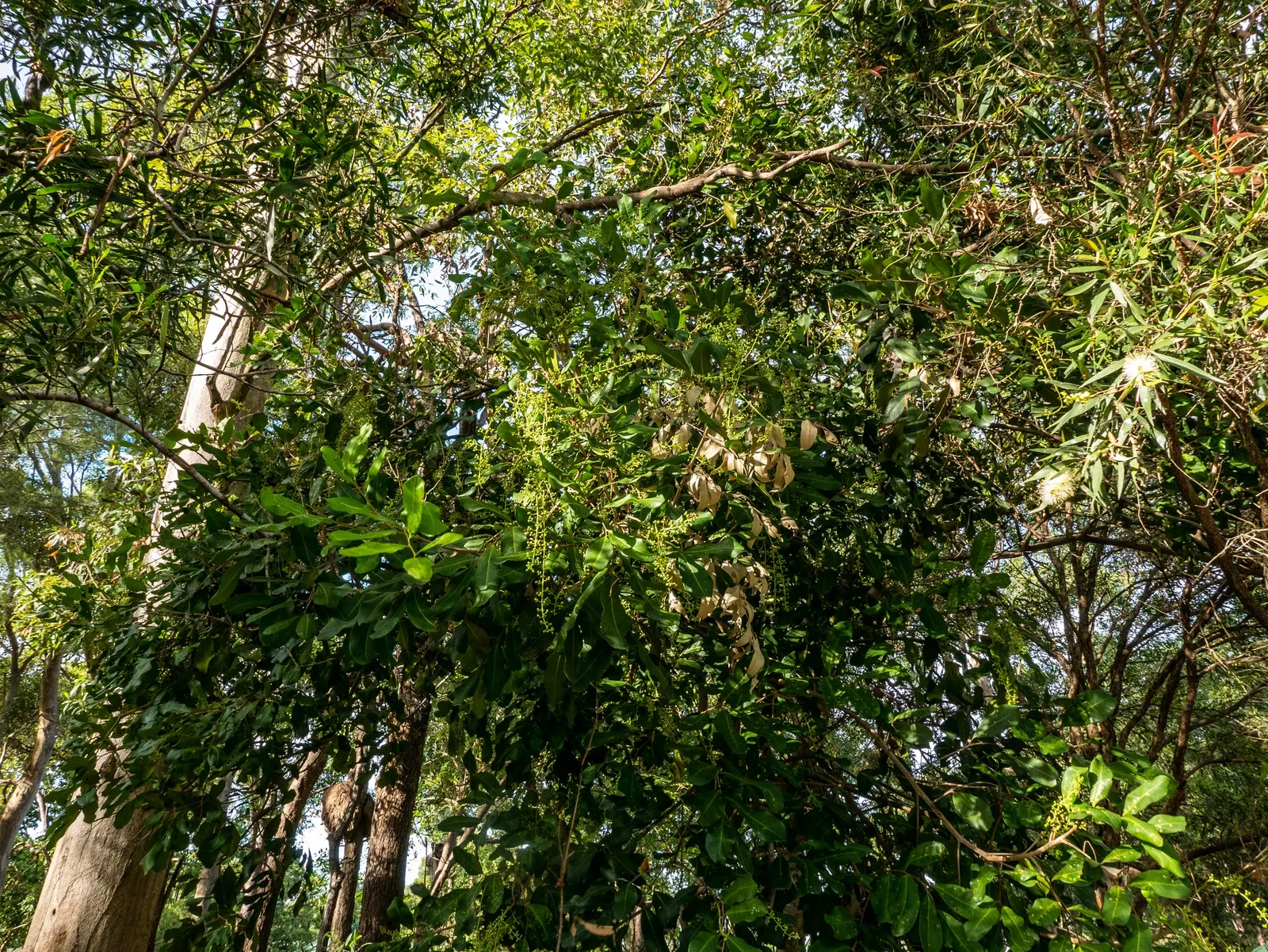 Carrot Wood (Cupaniopsis Anacardioides) — It exhibits tolerance to drought conditions once established