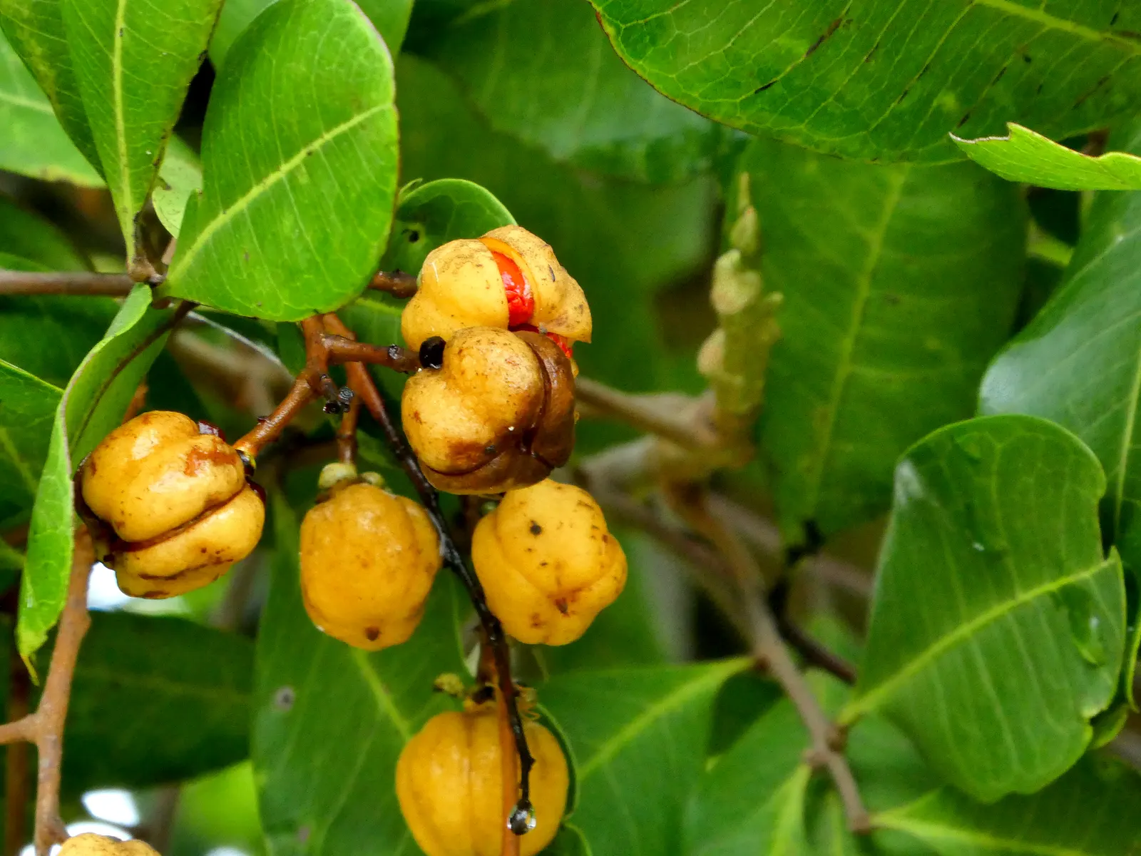Carrot Wood (Cupaniopsis Anacardioides) — While not edible for humans; with its versatility and attractive features