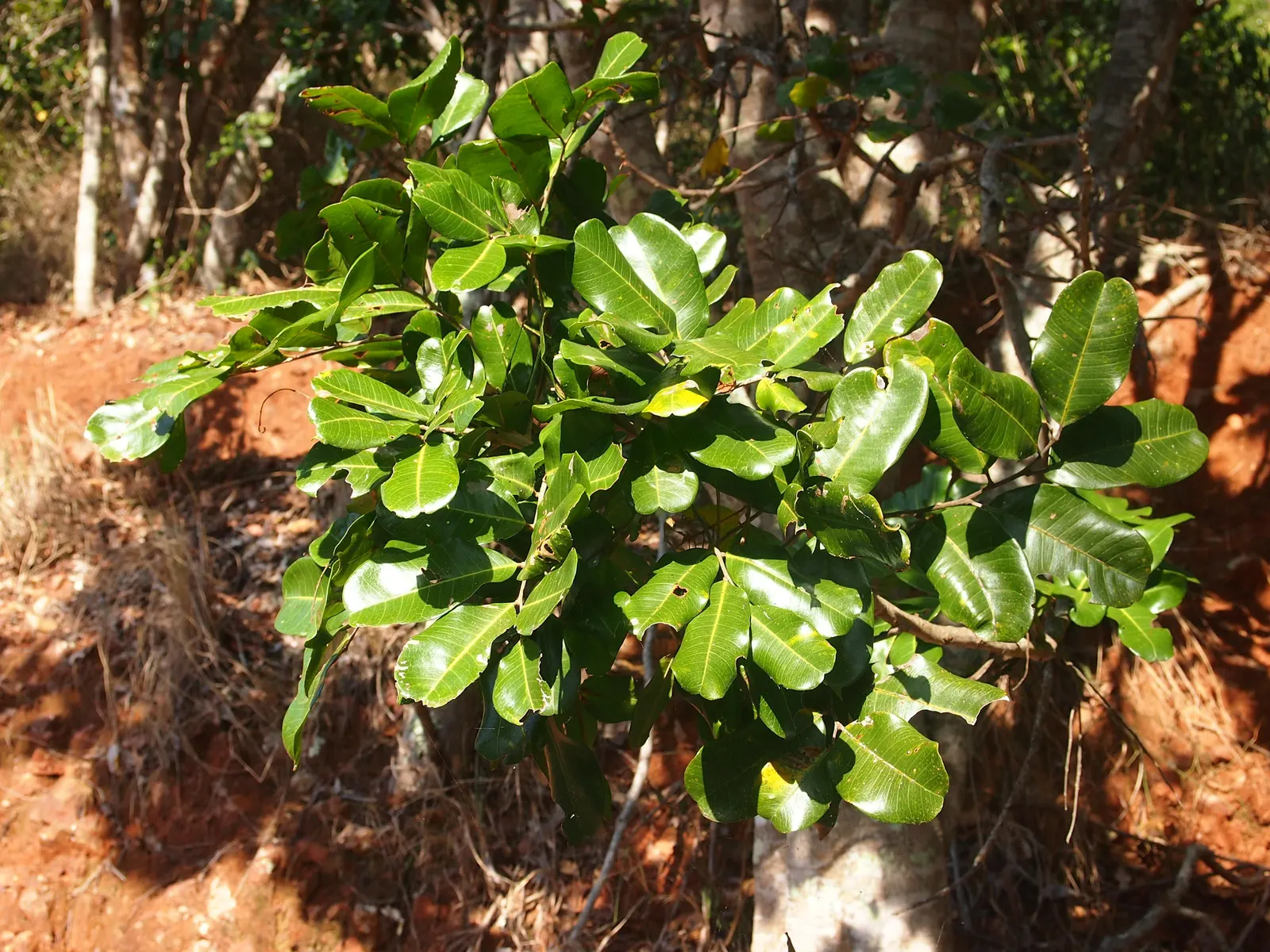 Carrot Wood (Cupaniopsis Anacardioides) — carrot-like seed pods contribute to its common name and add a decorative touch; adding a layer of dynamic, image 91