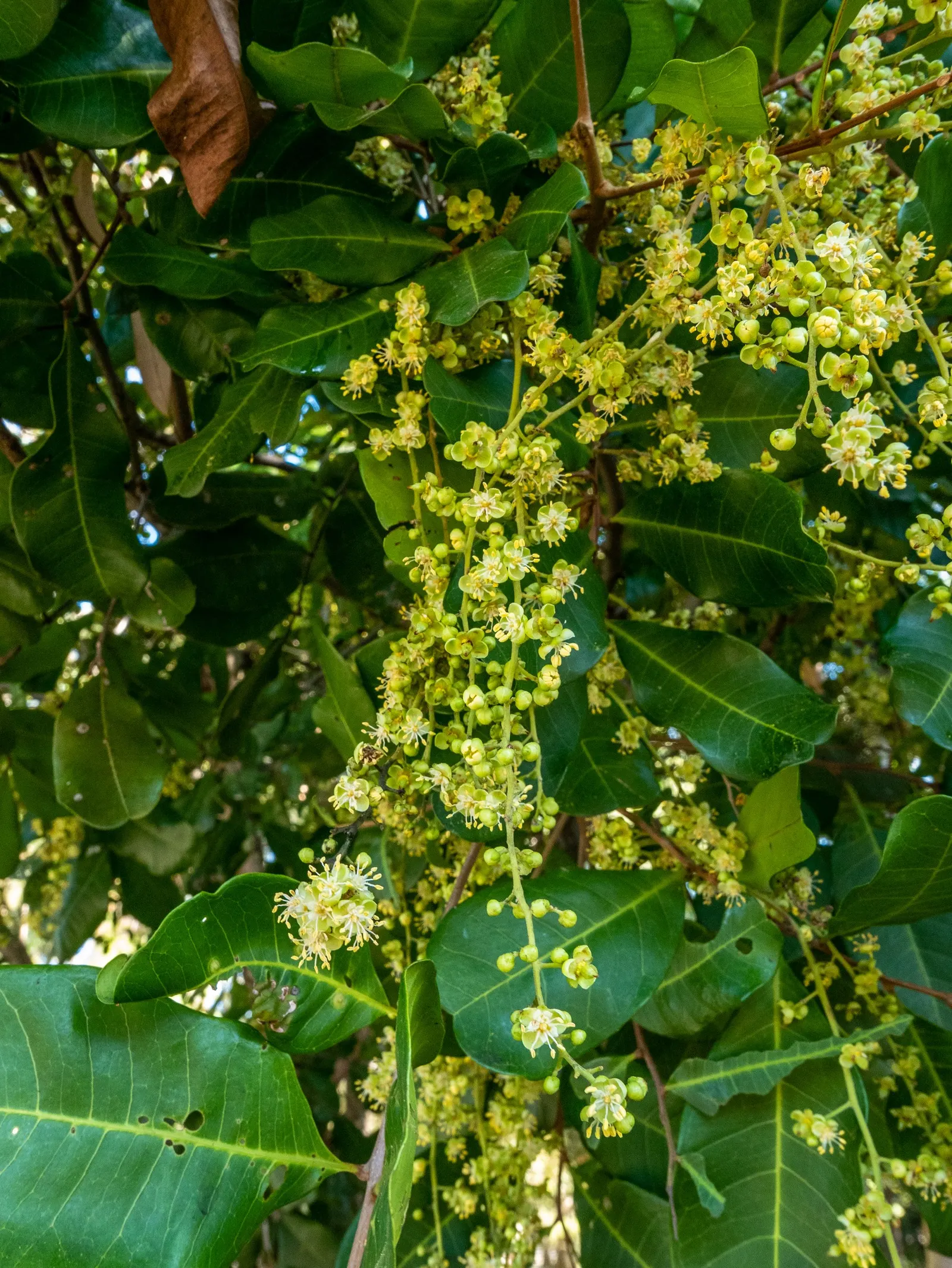 Carrot Wood (Cupaniopsis Anacardioides) — compound leaves that are made up of 4 to 10 small leaflets; each roughly 2 to 4 inches long, image 94