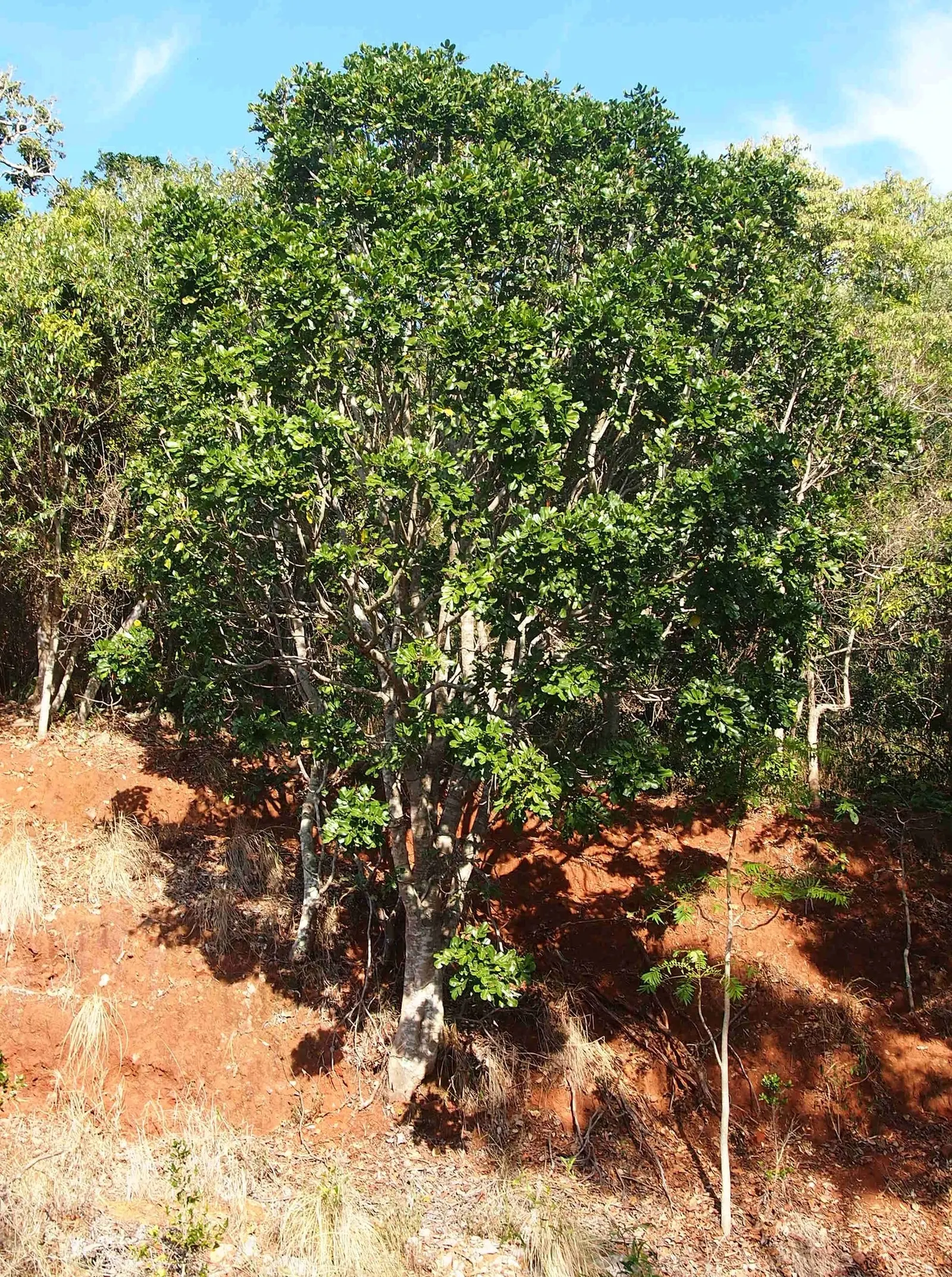 Carrot Wood (Cupaniopsis Anacardioides) — is an evergreen species well-suited for adding a touch of the tropics to any landscape; its endurance of, image 93