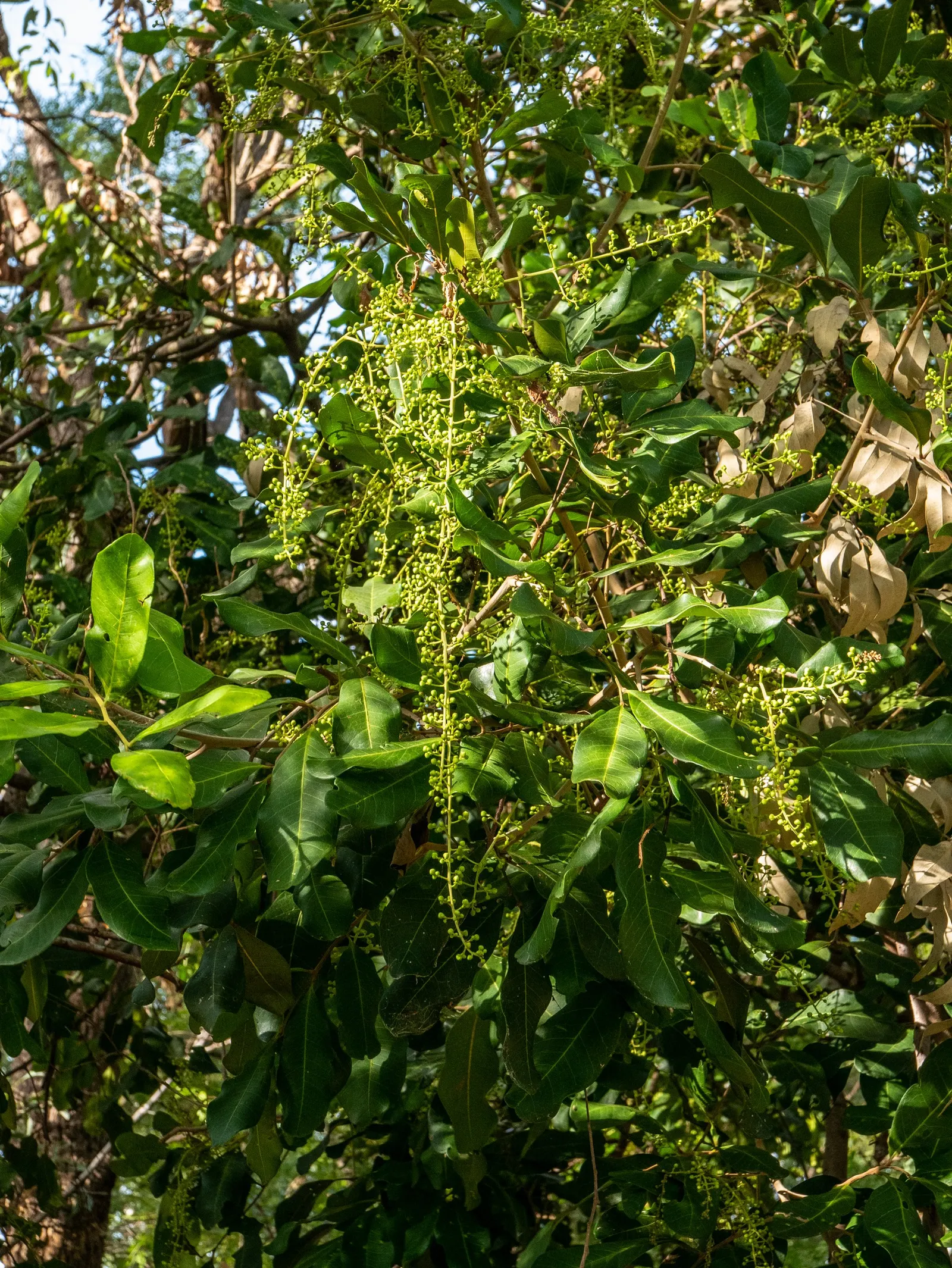 Carrot Wood (Cupaniopsis Anacardioides) — maintaining their rich green hue throughout the year.<br><br>Small; its endurance of various conditions, image 97