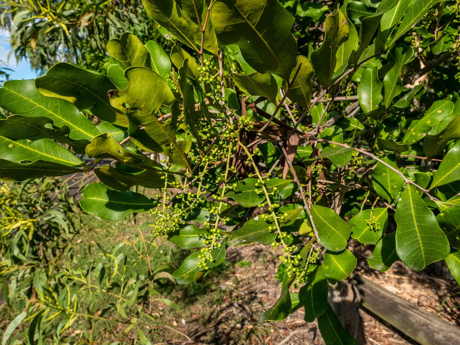 Carrot Wood (Cupaniopsis Anacardioides) — white flowers in the garden