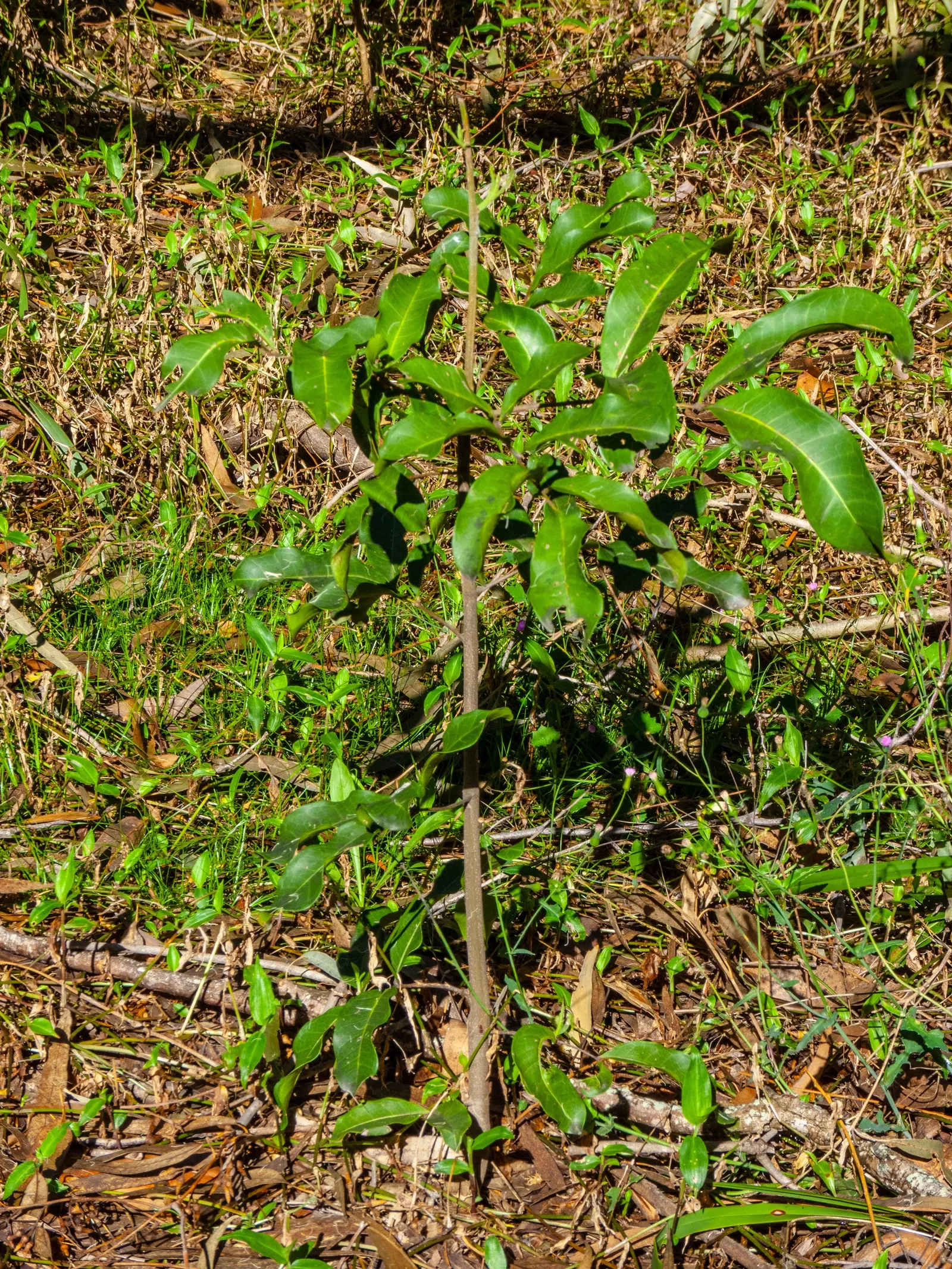 Carrot Wood (Cupaniopsis Anacardioides) — rounded canopy and glossy; each roughly 2 to 4 inches long