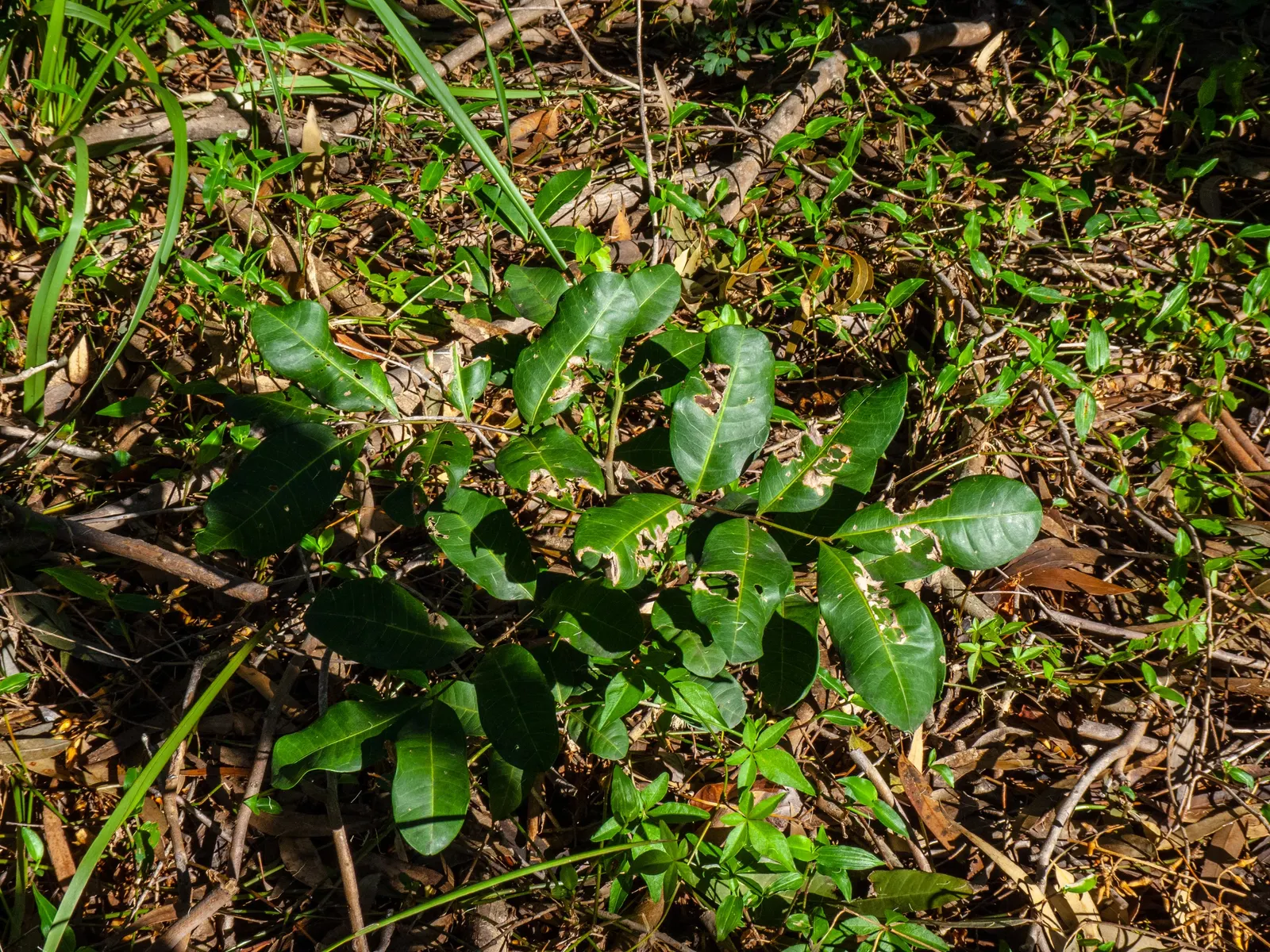 Carrot Wood (Cupaniopsis Anacardioides) — reaching heights of 20-30 feet with a similar spread; adding a layer of dynamic wildlife to the garden