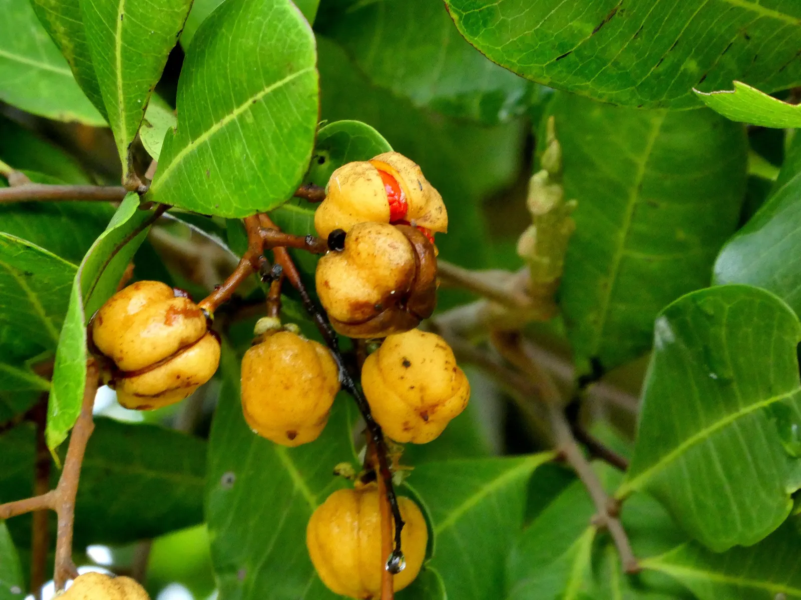 Carrot Wood (Cupaniopsis Anacardioides) — these fruits can attract an array of bird species; its endurance of various conditions