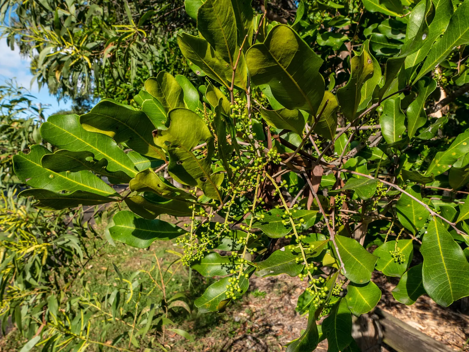 Carrot Wood (Cupaniopsis Anacardioides) — tree for full or half