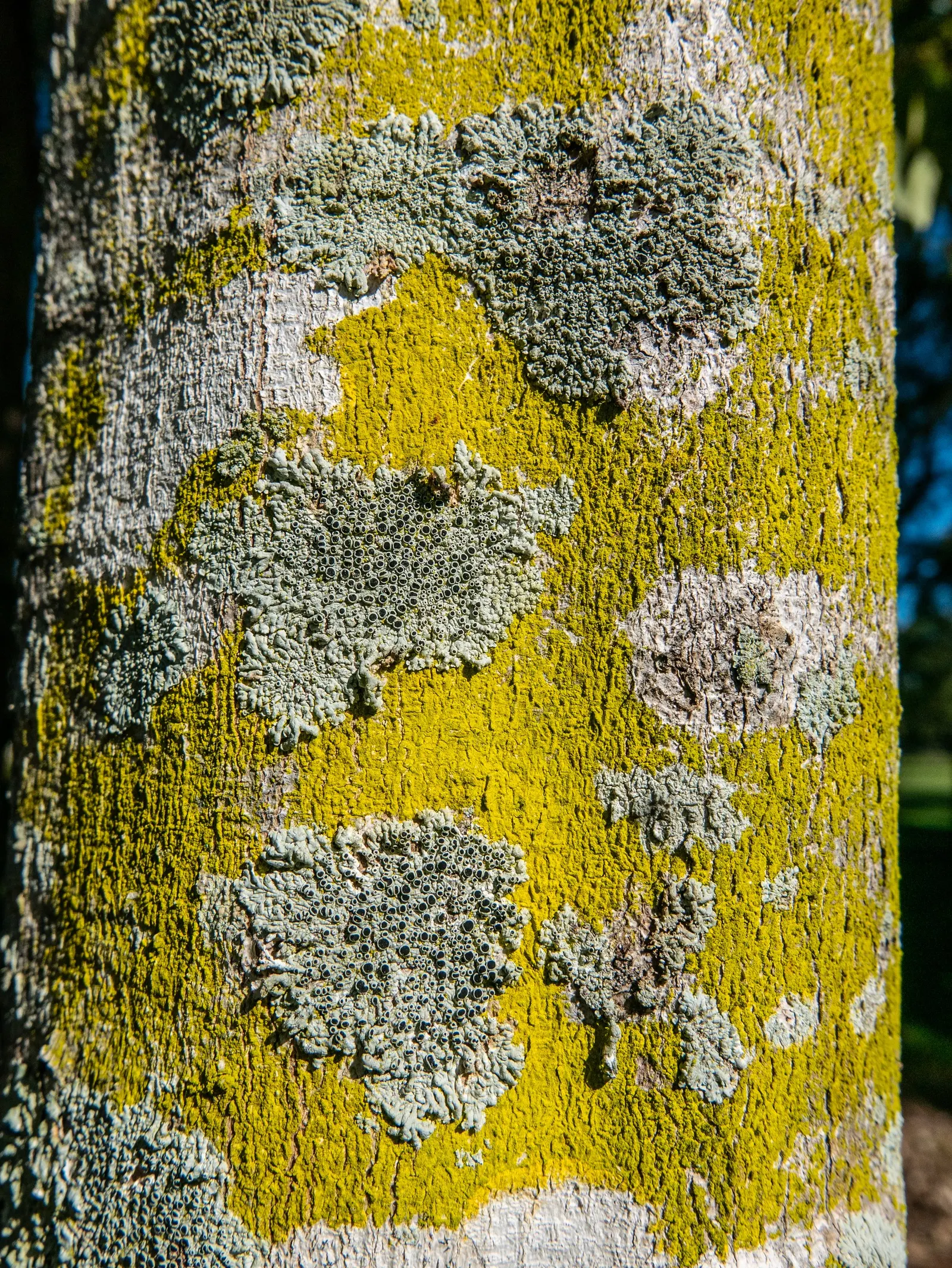 Carrot Wood (Cupaniopsis Anacardioides) — is an evergreen species well-suited for adding a touch of the tropics to any landscape; its endurance of various