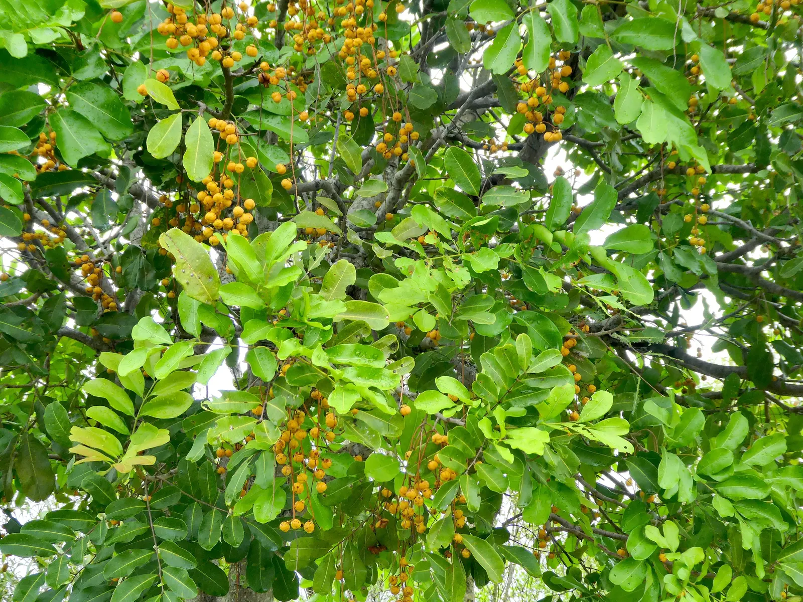Carrot Wood (Cupaniopsis Anacardioides) — reaching heights of 20-30 feet with a similar spread; adding a layer of dynamic wildlife to the garden, image 87
