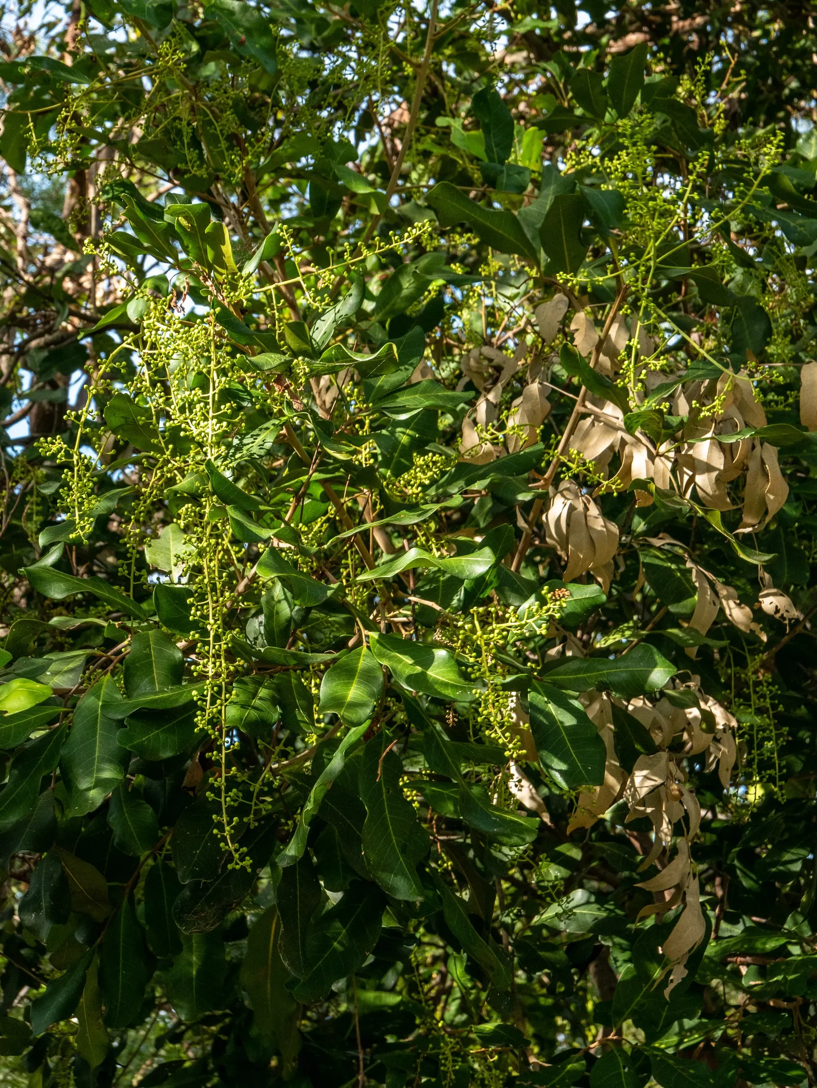 Carrot Wood (Cupaniopsis Anacardioides) — the Carrot Wood thrives in full sun to partial shade and adapts well to various soil types