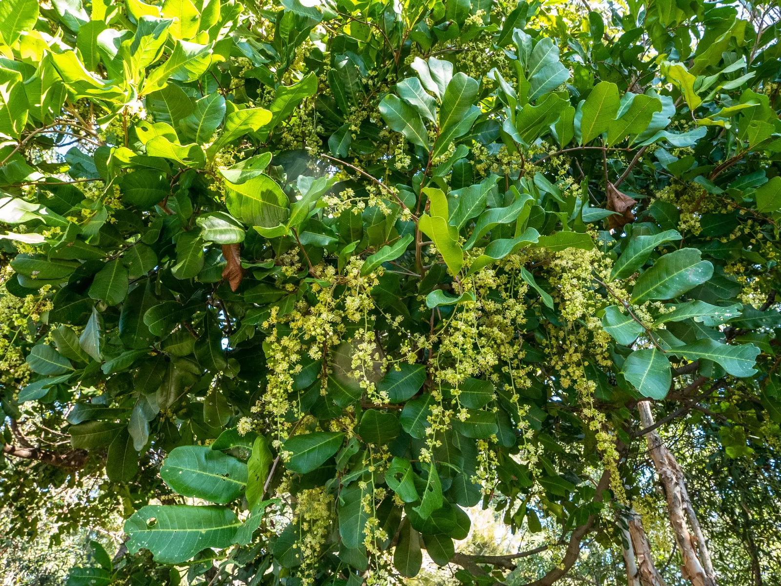 Carrot Wood (Cupaniopsis Anacardioides) — provided they are well-drained