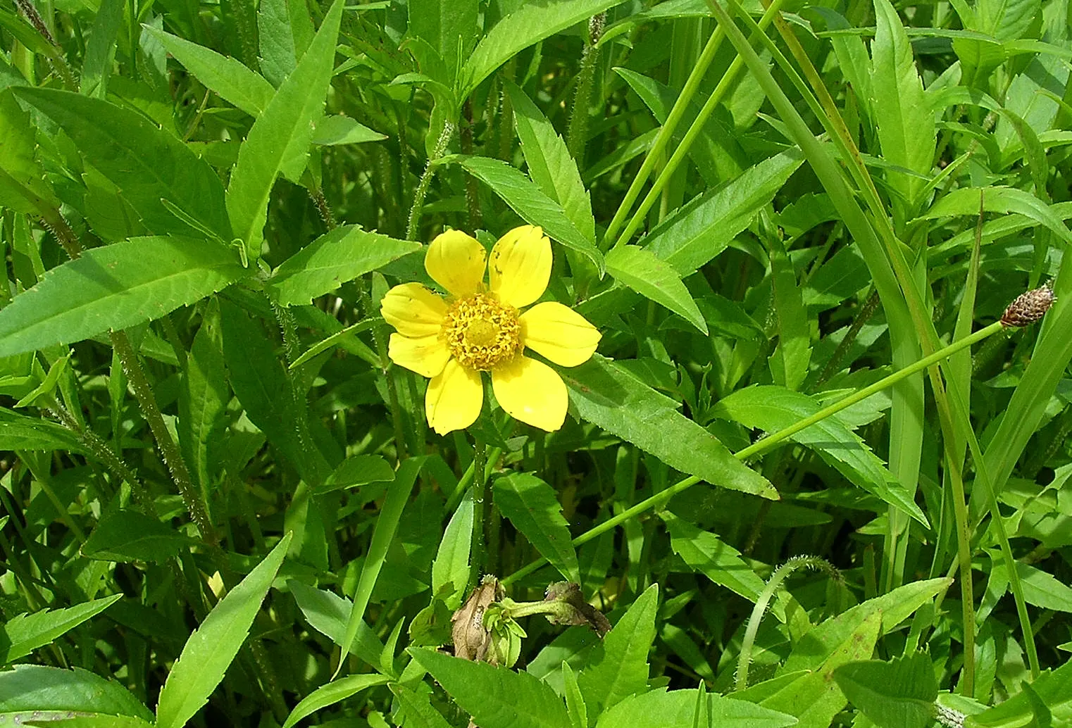 Carrot Wood (Cupaniopsis Anacardioides) — although it's considered invasive in some regions