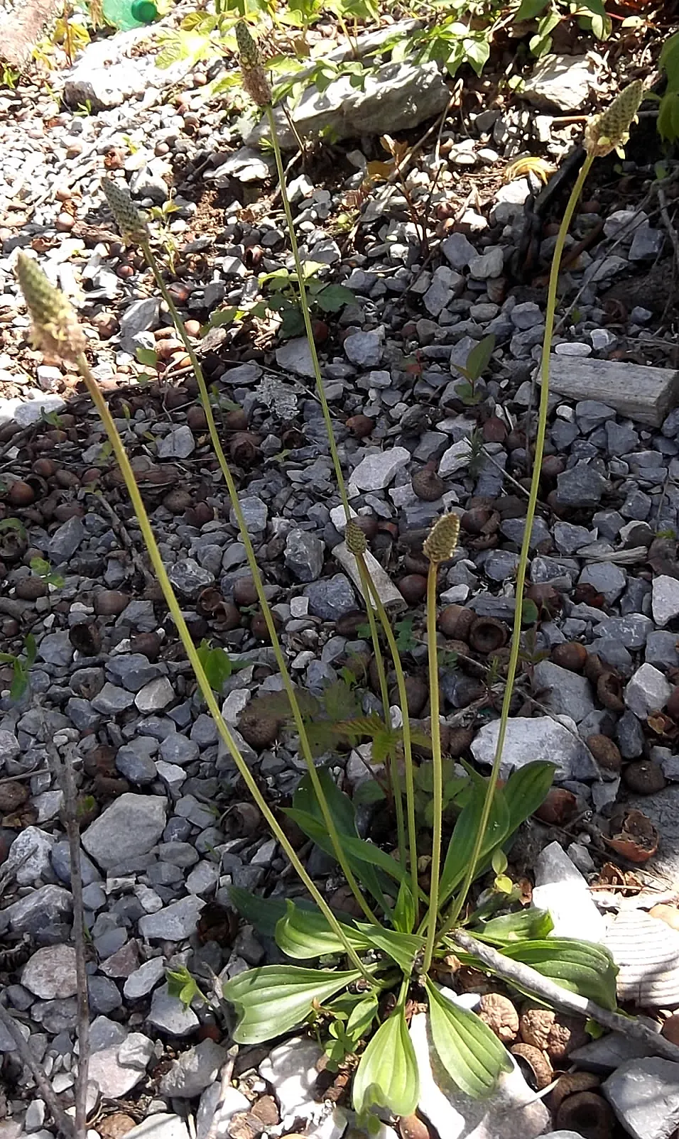 Carrot Wood (Cupaniopsis Anacardioides) — including coastal exposure