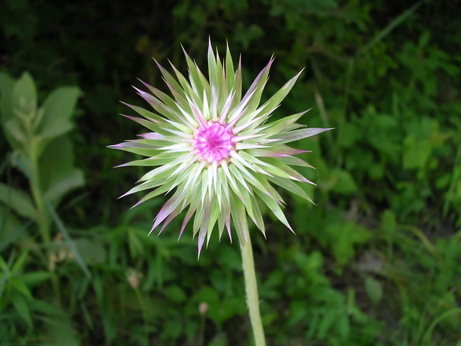 Carrot Wood (Cupaniopsis Anacardioides) — carrot-like seed pods contribute to its common name and add a decorative touch