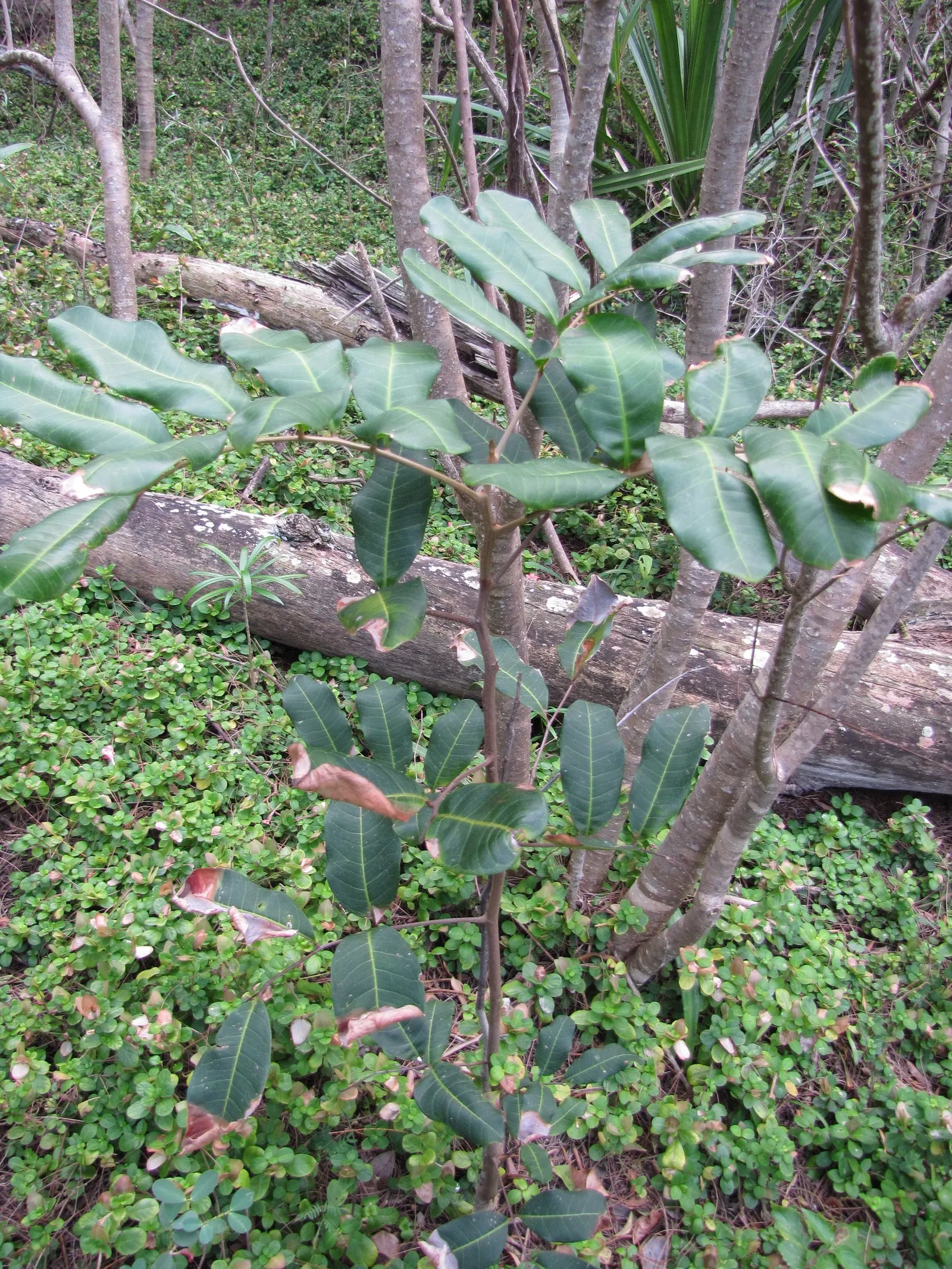 Carrot Wood (Cupaniopsis Anacardioides) — The Carrot Wood (Cupaniopsis anacardioides) is an evergreen tree valued for its dense; its endurance of, image 57