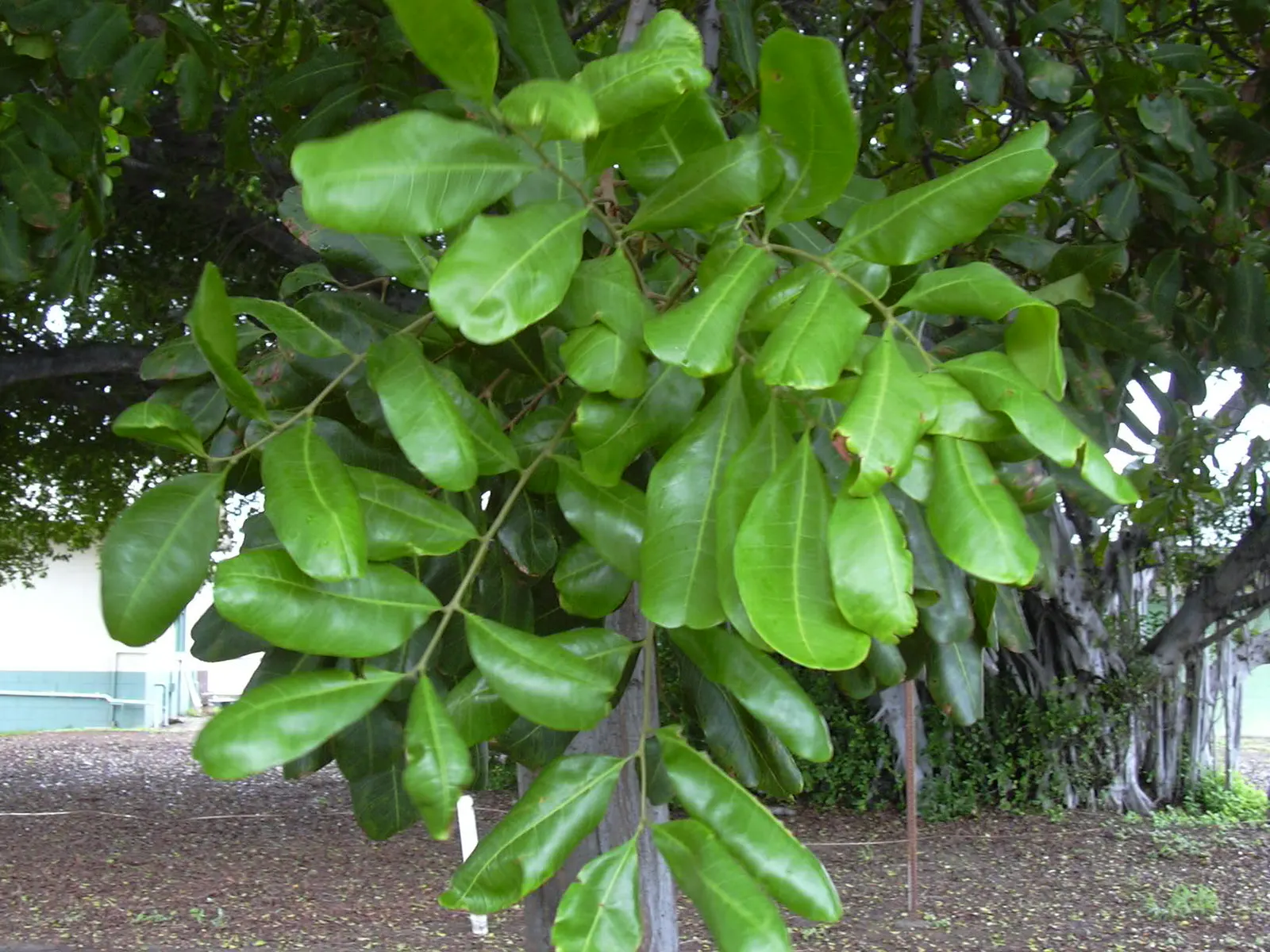 Carrot Wood (Cupaniopsis Anacardioides) — making it a resilient choice for a sustainable landscape design; with its versatility and attractive features