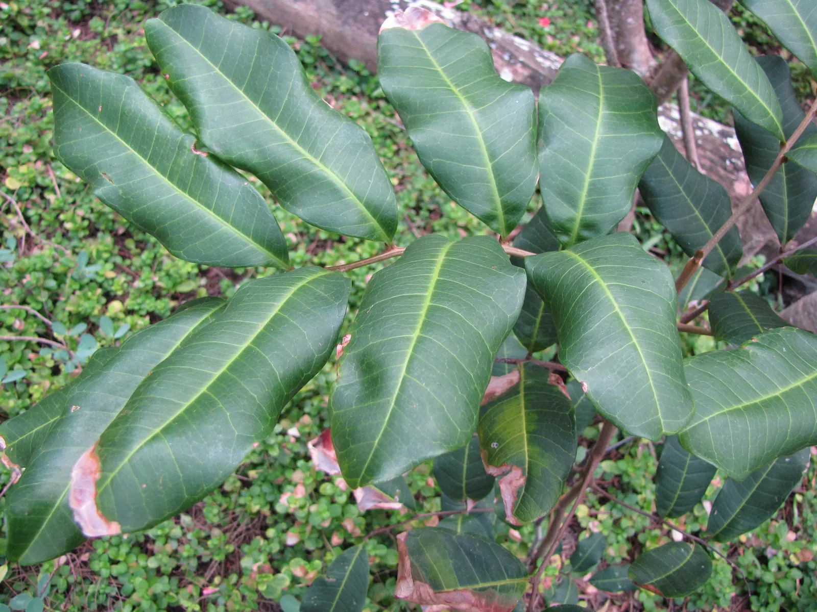 Carrot Wood (Cupaniopsis Anacardioides) — compound leaves that are made up of 4 to 10 small leaflets; each roughly 2 to 4 inches long, image 66