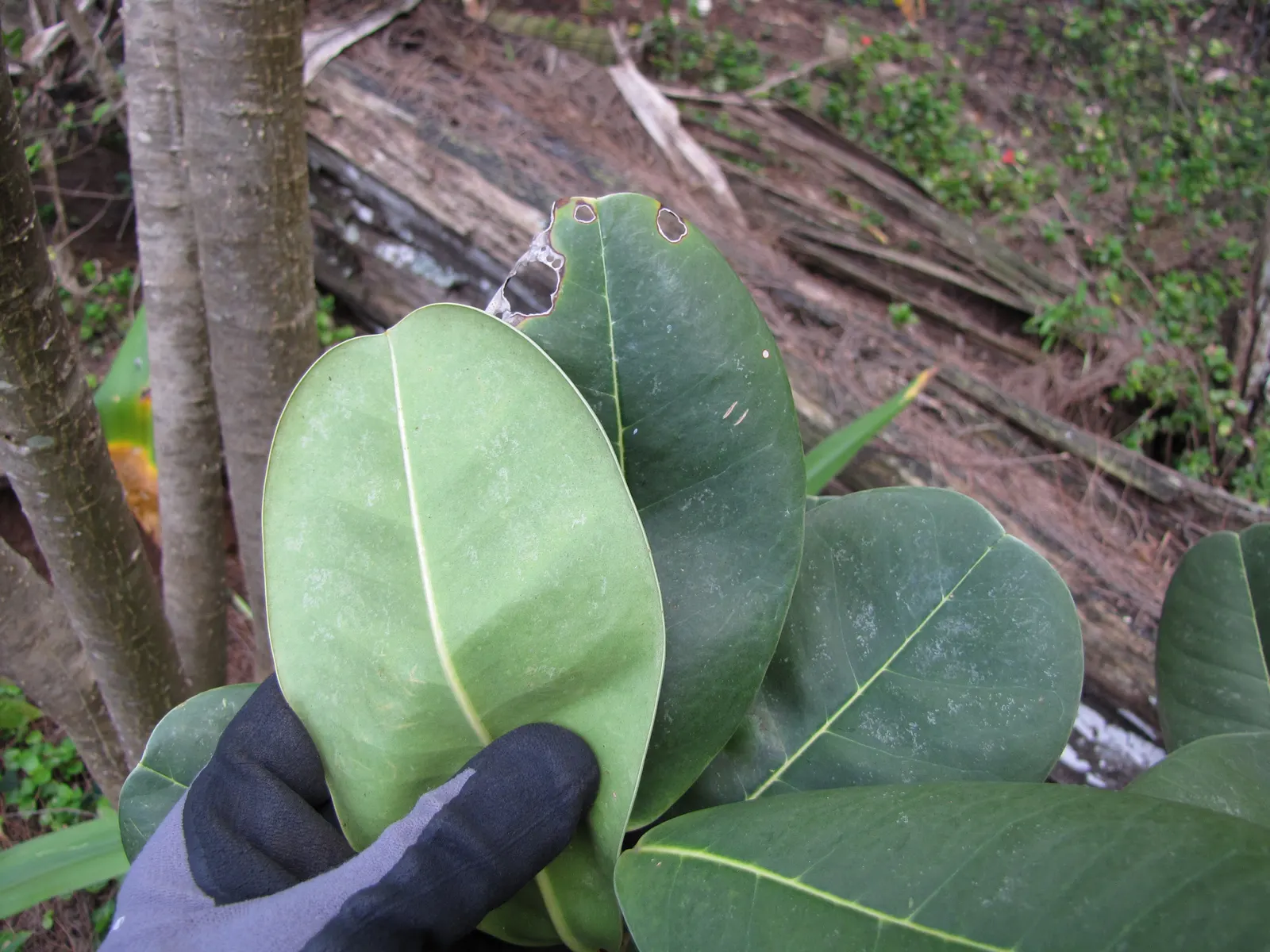 Carrot Wood (Cupaniopsis Anacardioides) — reaching heights of 20-30 feet with a similar spread; adding a layer of dynamic wildlife to the garden, image 59