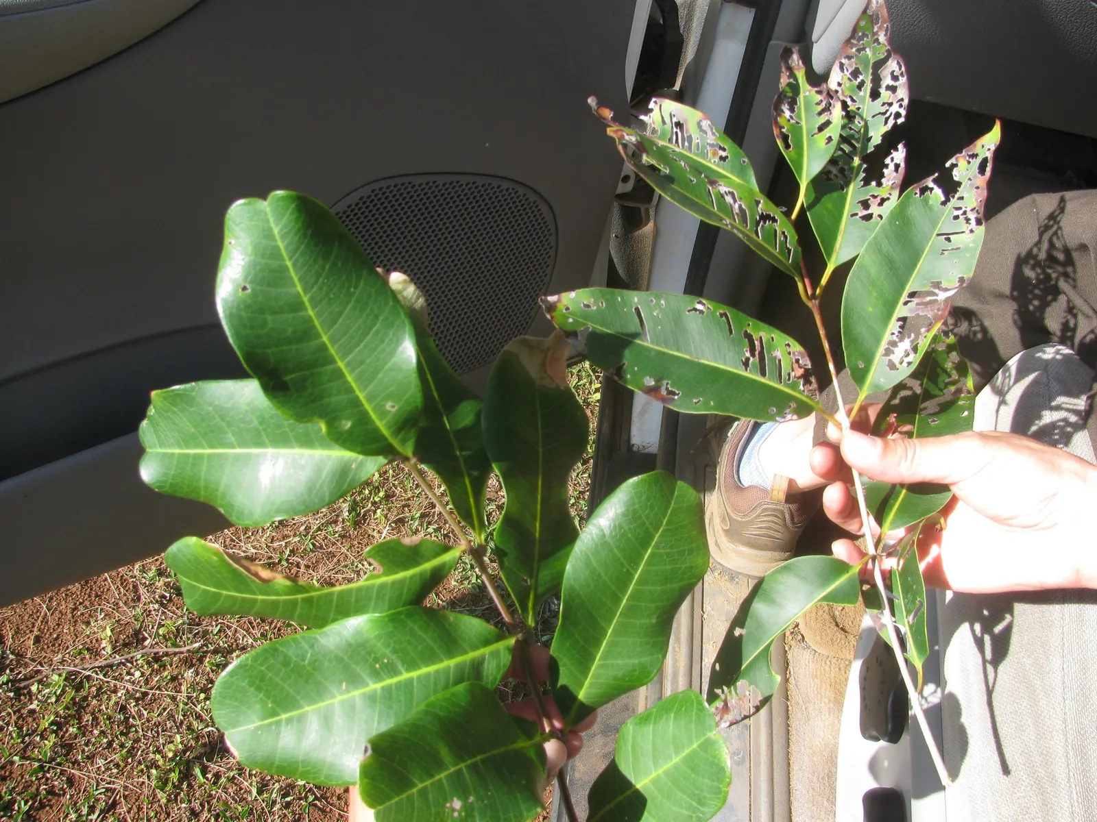 Carrot Wood (Cupaniopsis Anacardioides) — adding a layer of dynamic wildlife to the garden