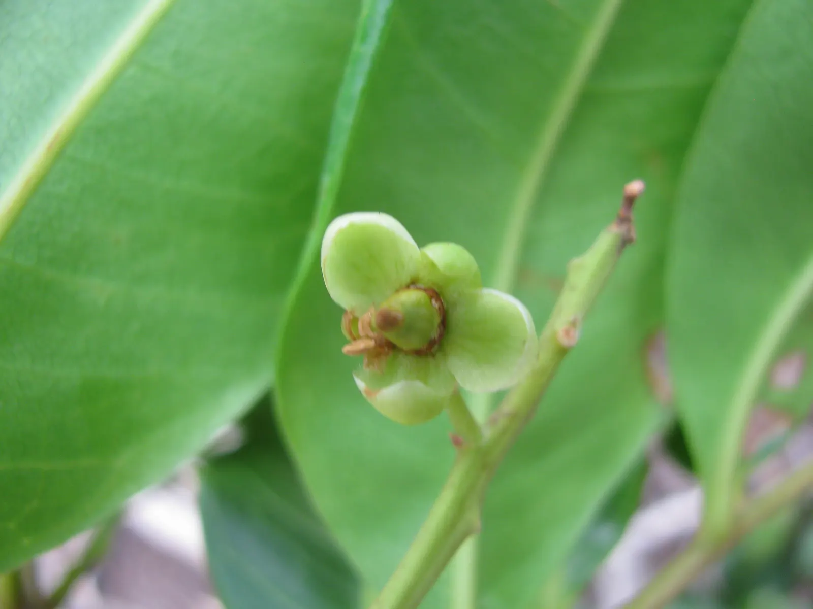 Carrot Wood (Cupaniopsis Anacardioides) — provided they are well-drained; each roughly 2 to 4 inches long