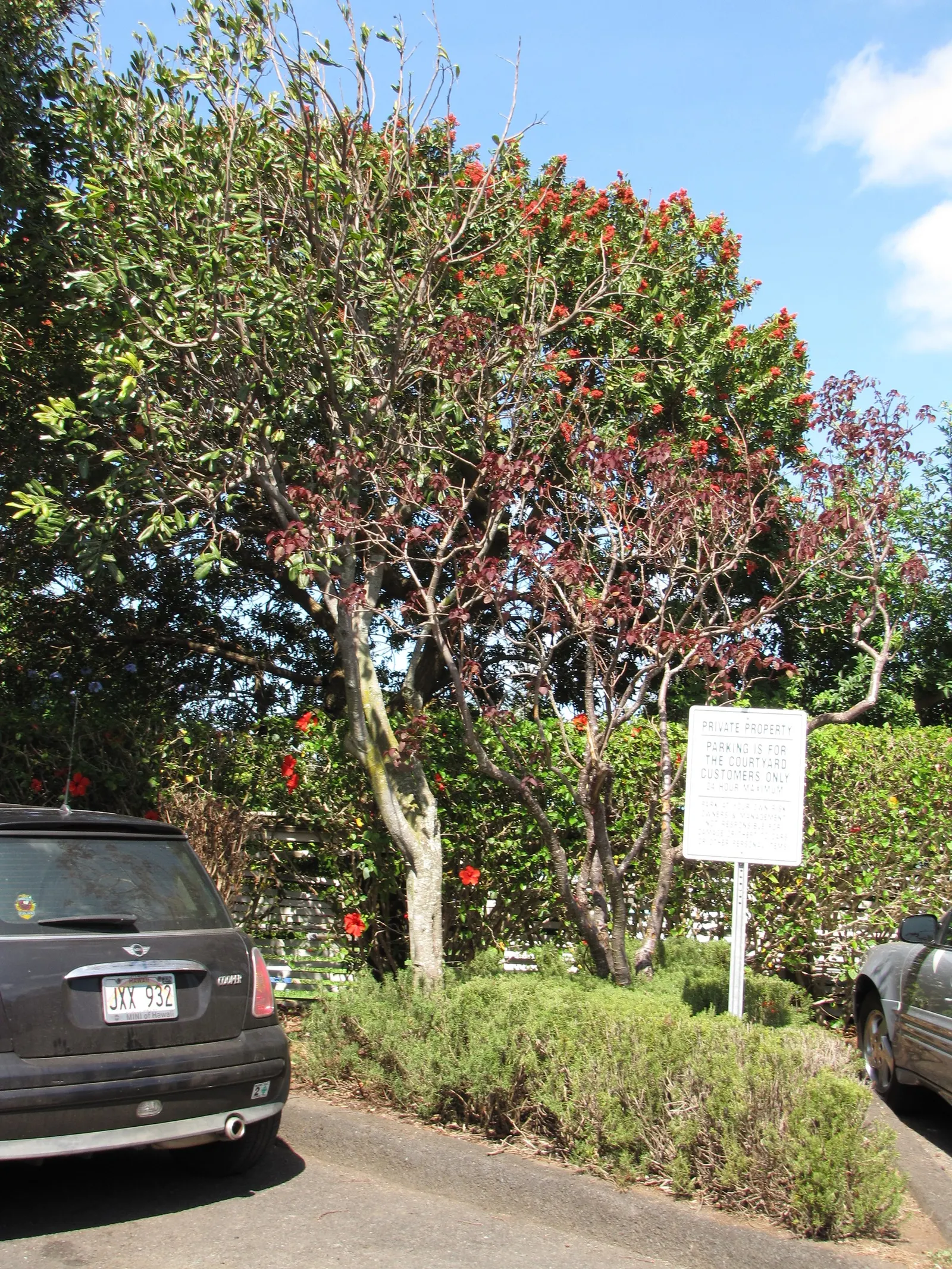 Carrot Wood (Cupaniopsis Anacardioides) — tree with white blooms; adding a layer of dynamic wildlife to the garden
