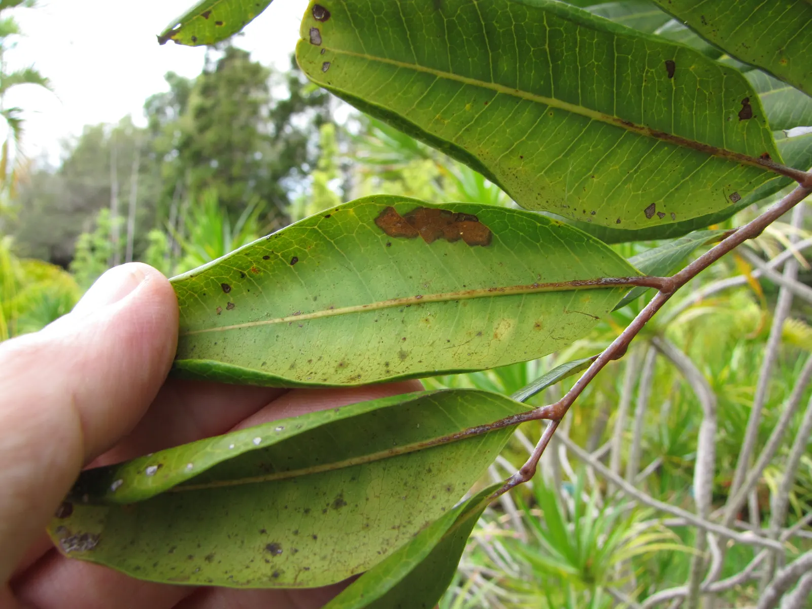 Carrot Wood (Cupaniopsis Anacardioides) — With its versatility and attractive features; its endurance of various conditions