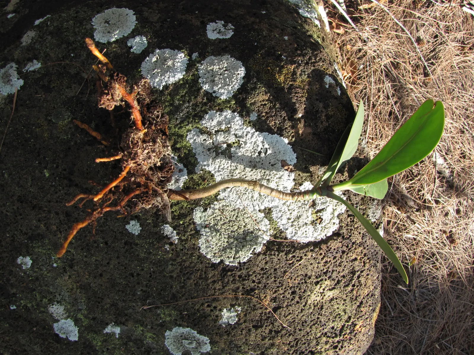 Carrot Wood (Cupaniopsis Anacardioides) — white flowers in the garden; each roughly 2 to 4 inches long