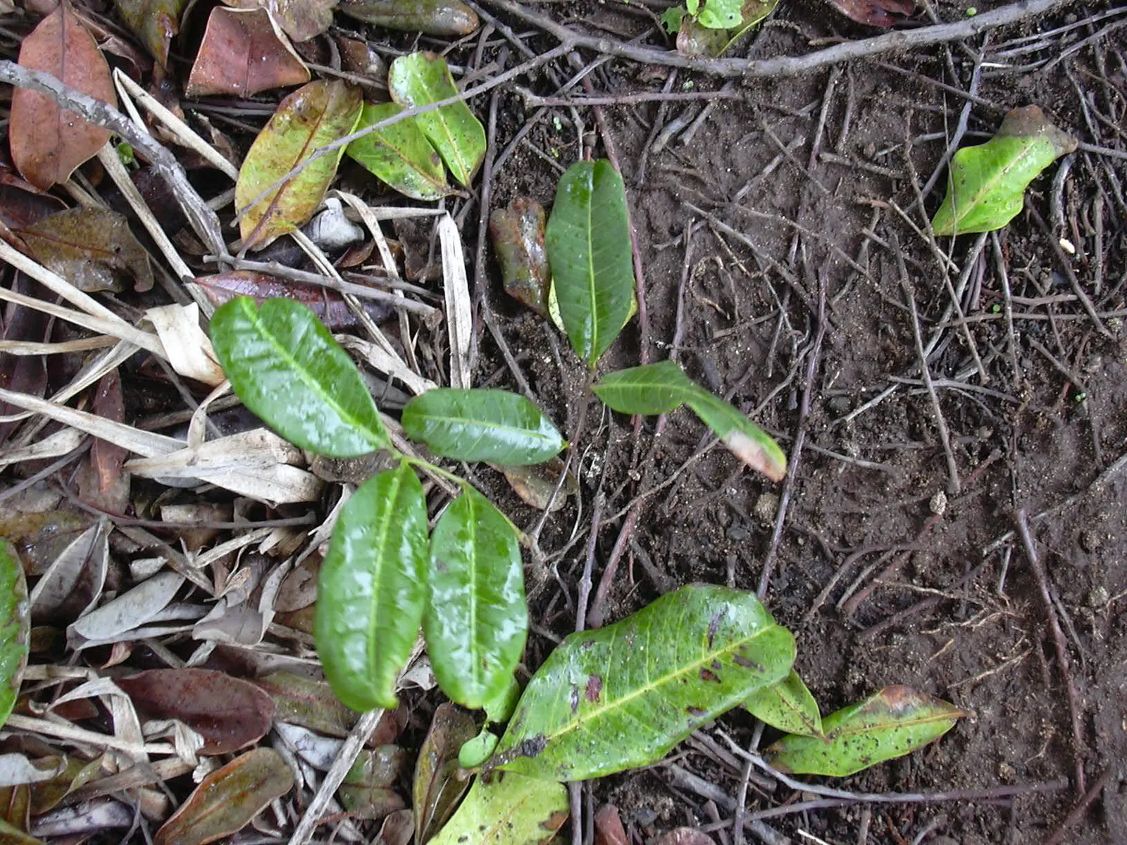 Carrot Wood (Cupaniopsis Anacardioides) — While not edible for humans