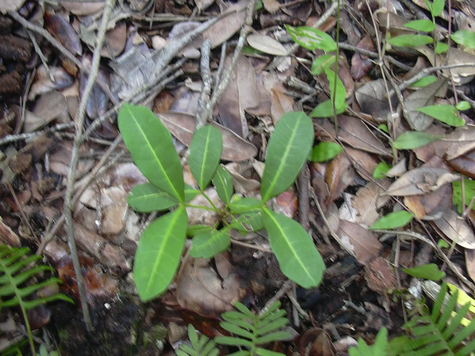 Carrot Wood (Cupaniopsis Anacardioides) — maintaining their rich green hue throughout the year.<br><br>Small