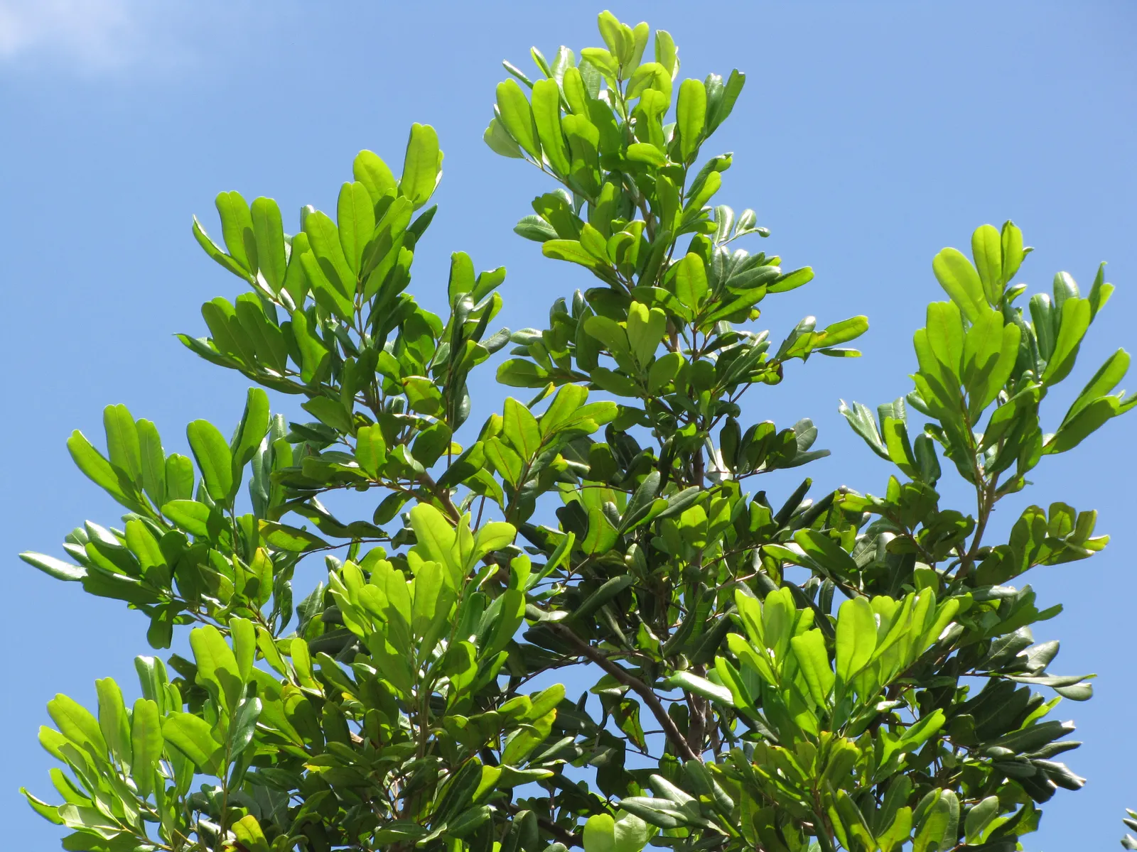 Carrot Wood (Cupaniopsis Anacardioides) — is an evergreen species well-suited for adding a touch of the tropics to any landscape; its endurance of, image 65