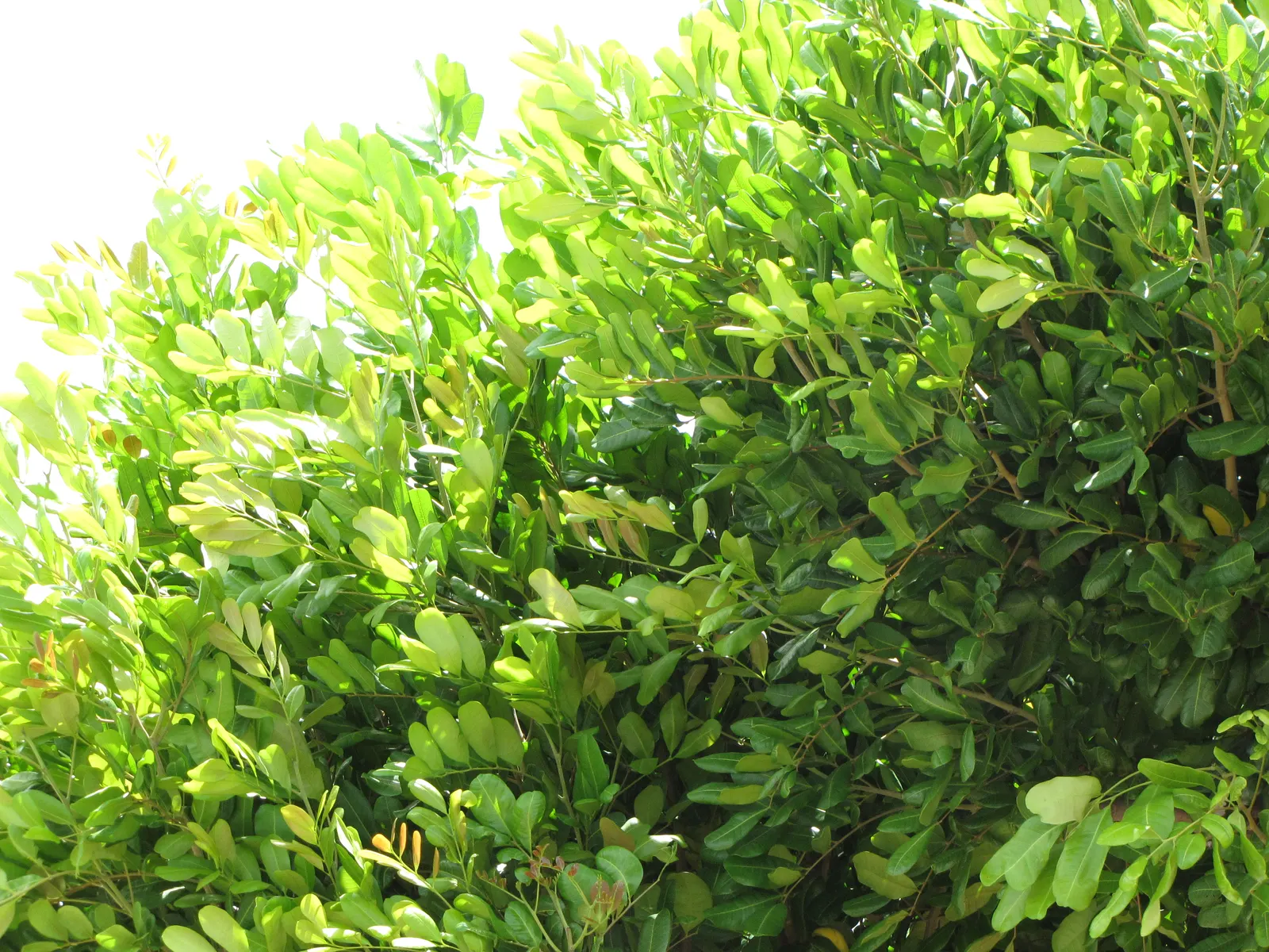 Carrot Wood (Cupaniopsis Anacardioides) — orange-yellow fruits resembling small berries; adding a layer of dynamic wildlife to the garden, image 71