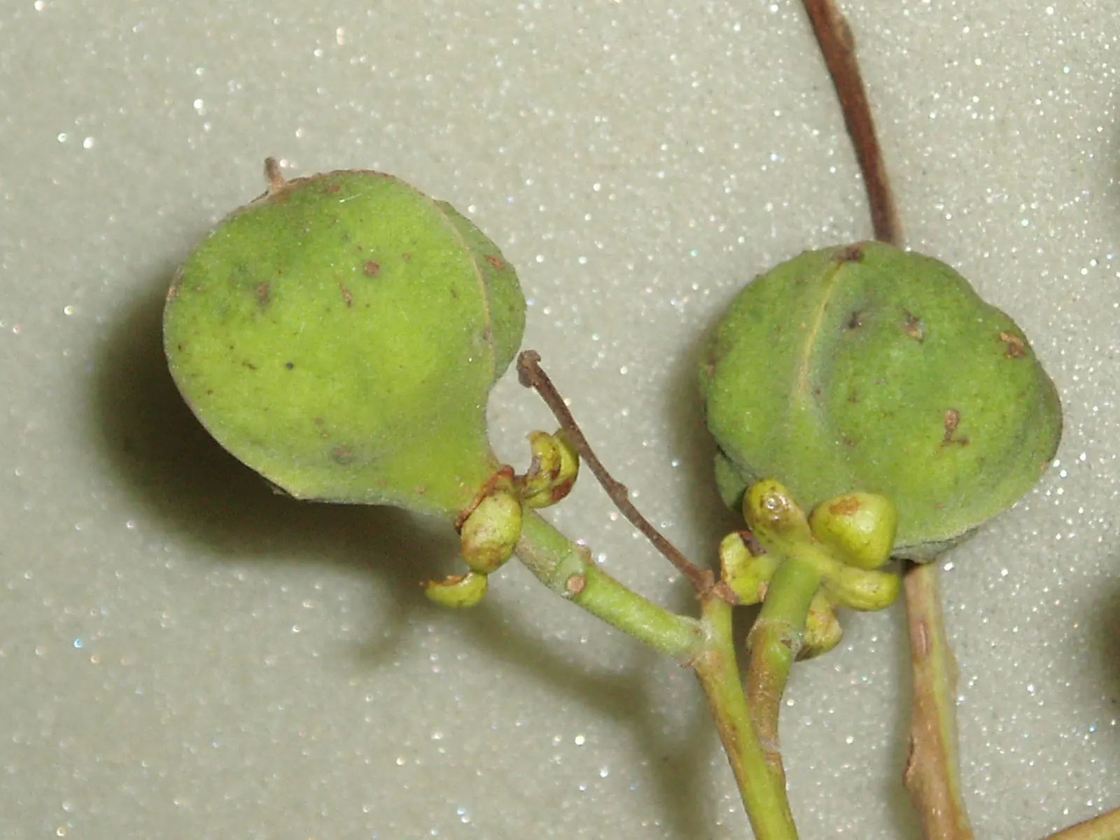 Carrot Wood (Cupaniopsis Anacardioides) — tree for full or half; with its versatility and attractive features, image 84
