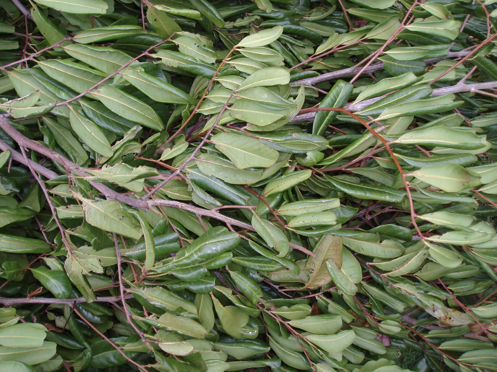 Carrot Wood (Cupaniopsis Anacardioides) — The Carrot Wood (Cupaniopsis anacardioides) is an evergreen tree valued for its dense; its endurance of, image 85