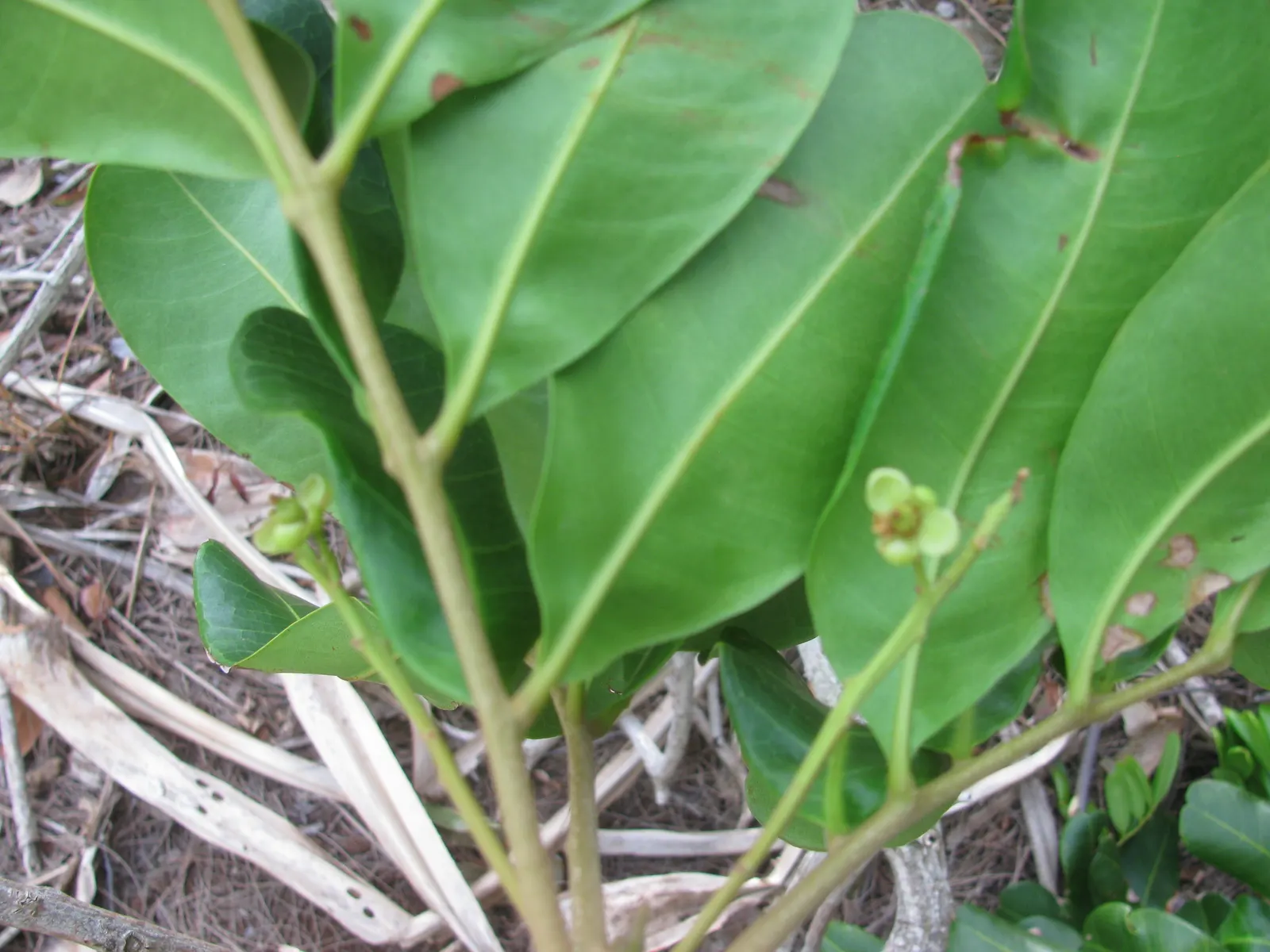 Carrot Wood (Cupaniopsis Anacardioides) — the Carrot Wood thrives in full sun to partial shade and adapts well to various soil types; its endurance of various