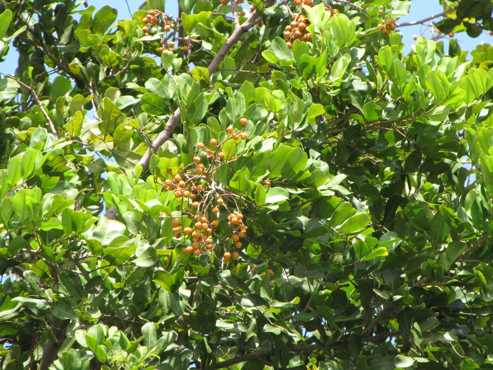 Carrot Wood (Cupaniopsis Anacardioides) — including coastal exposure; its endurance of various conditions, image 61