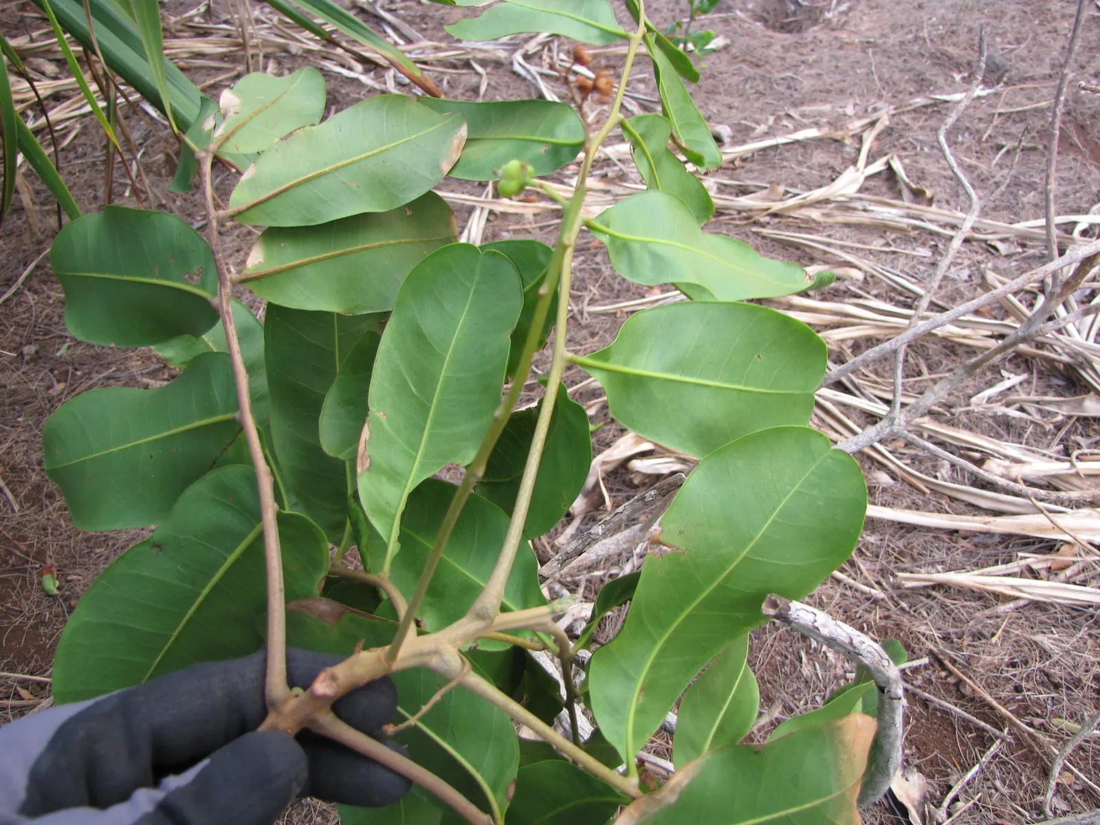 Carrot Wood (Cupaniopsis Anacardioides) — While not edible for humans; with its versatility and attractive features, image 72