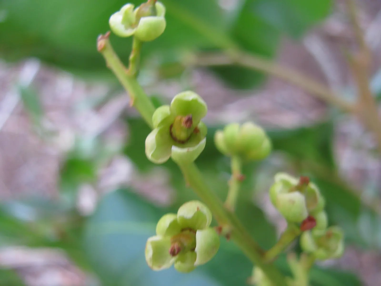 Carrot Wood (Cupaniopsis Anacardioides) — It exhibits tolerance to drought conditions once established; adding a layer of dynamic wildlife to the garden