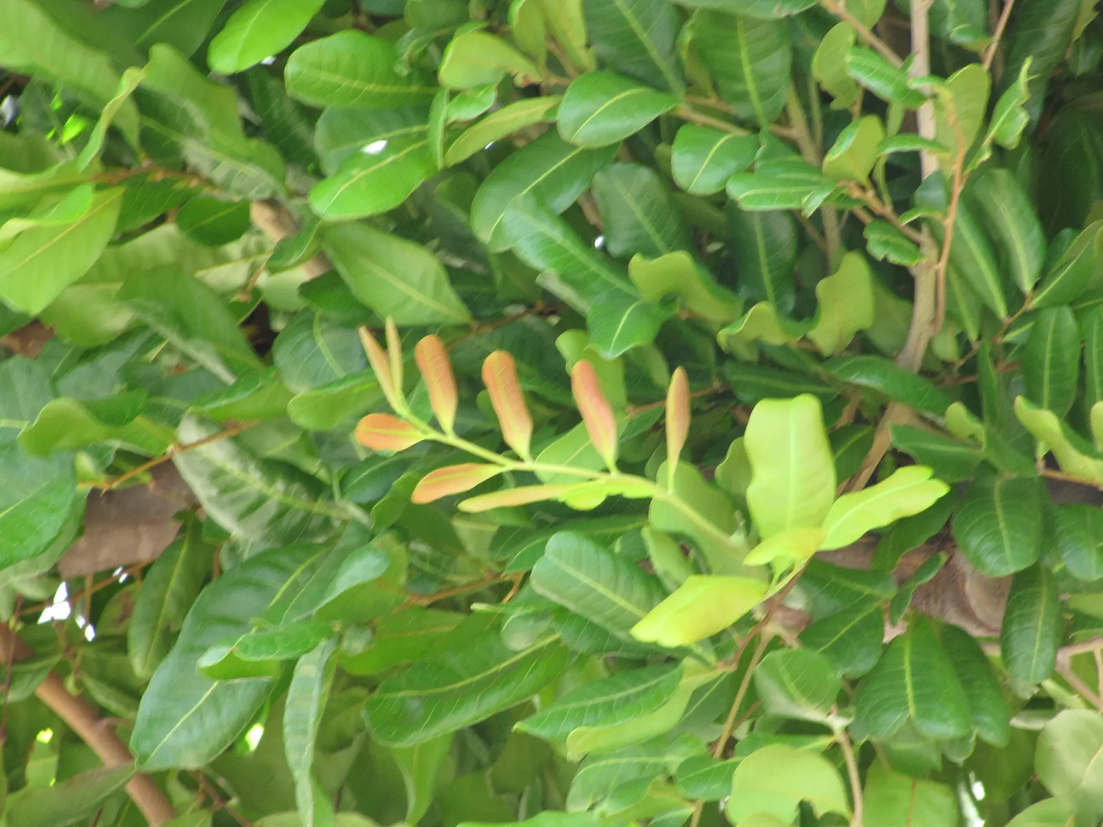 Carrot Wood (Cupaniopsis Anacardioides) — making it a resilient choice for a sustainable landscape design; with its versatility and attractive, image 80